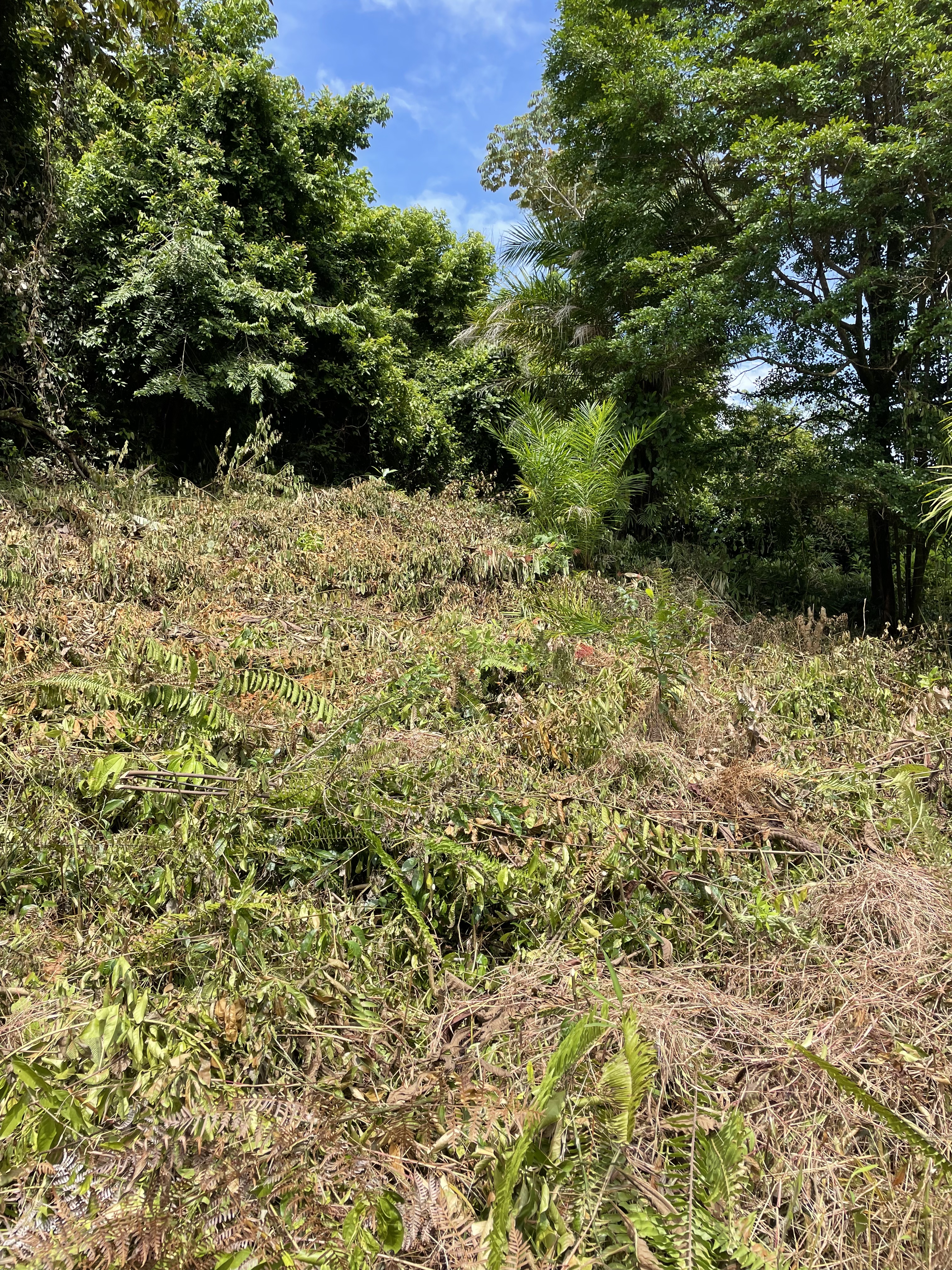 0 bed Land For Sale in Ojochal, Puntarenas - thumb 6