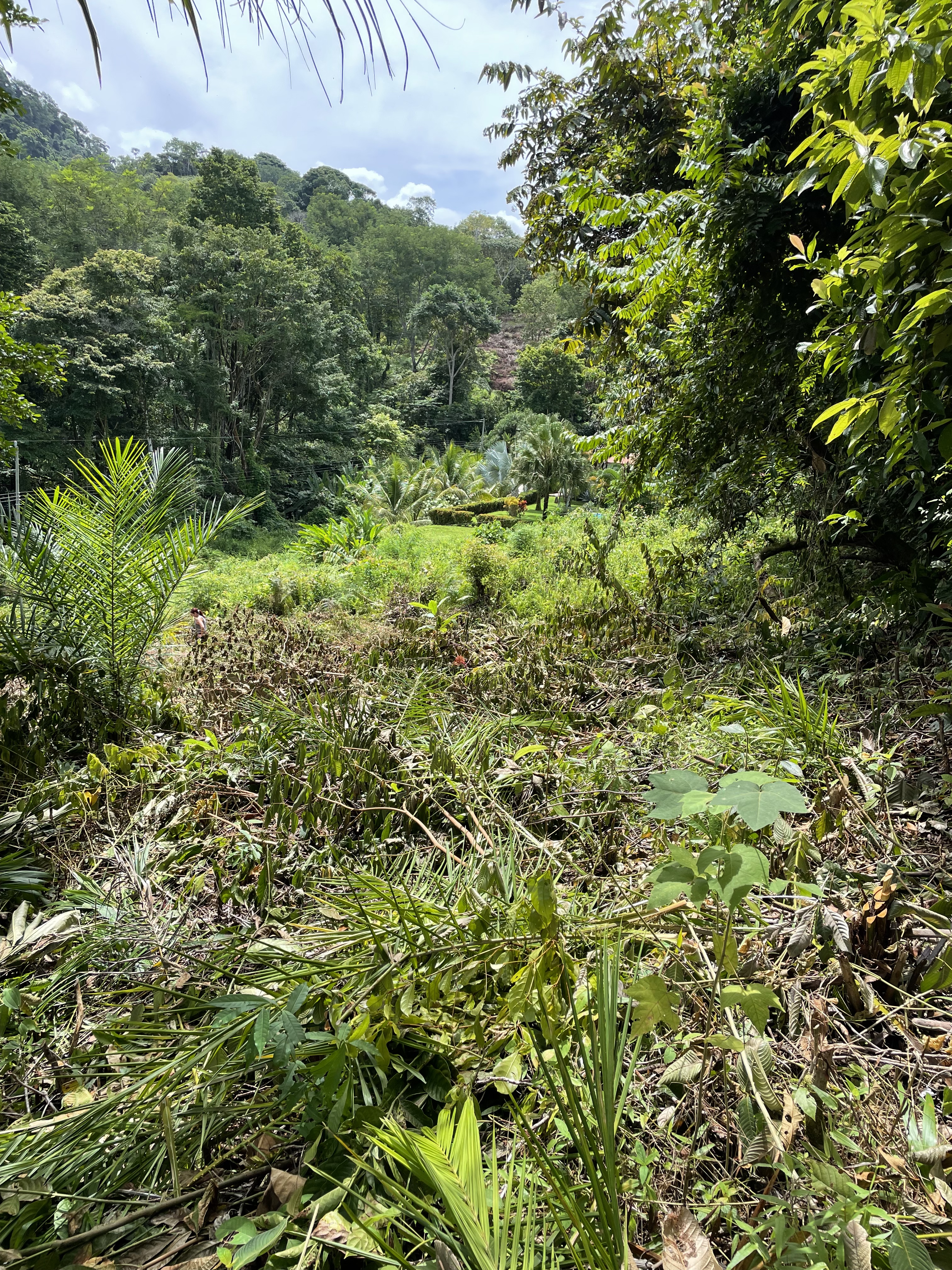 0 bed Land For Sale in Ojochal, Puntarenas - thumb 9