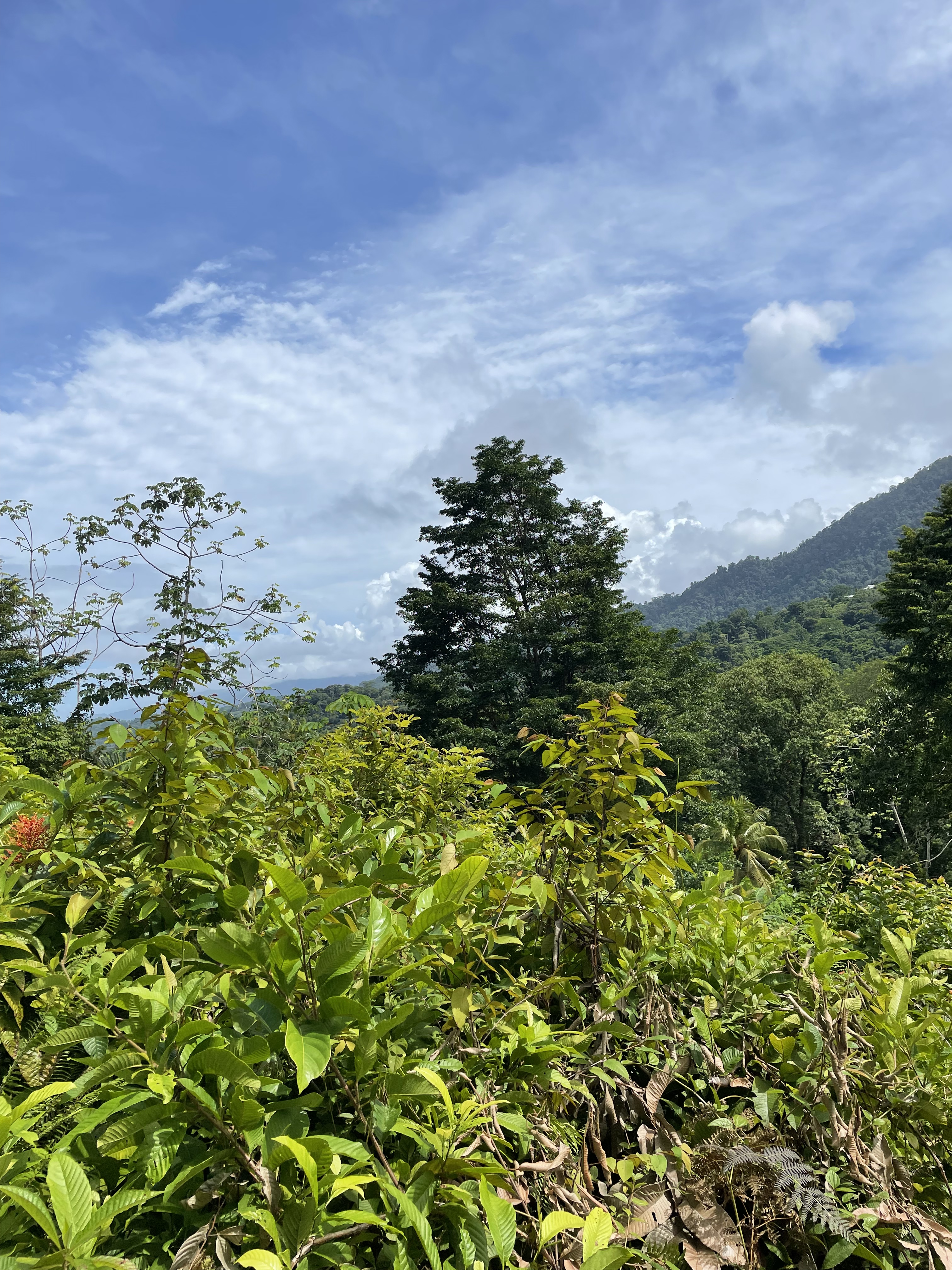 0 bed Land For Sale in Ojochal, Puntarenas - thumb 5