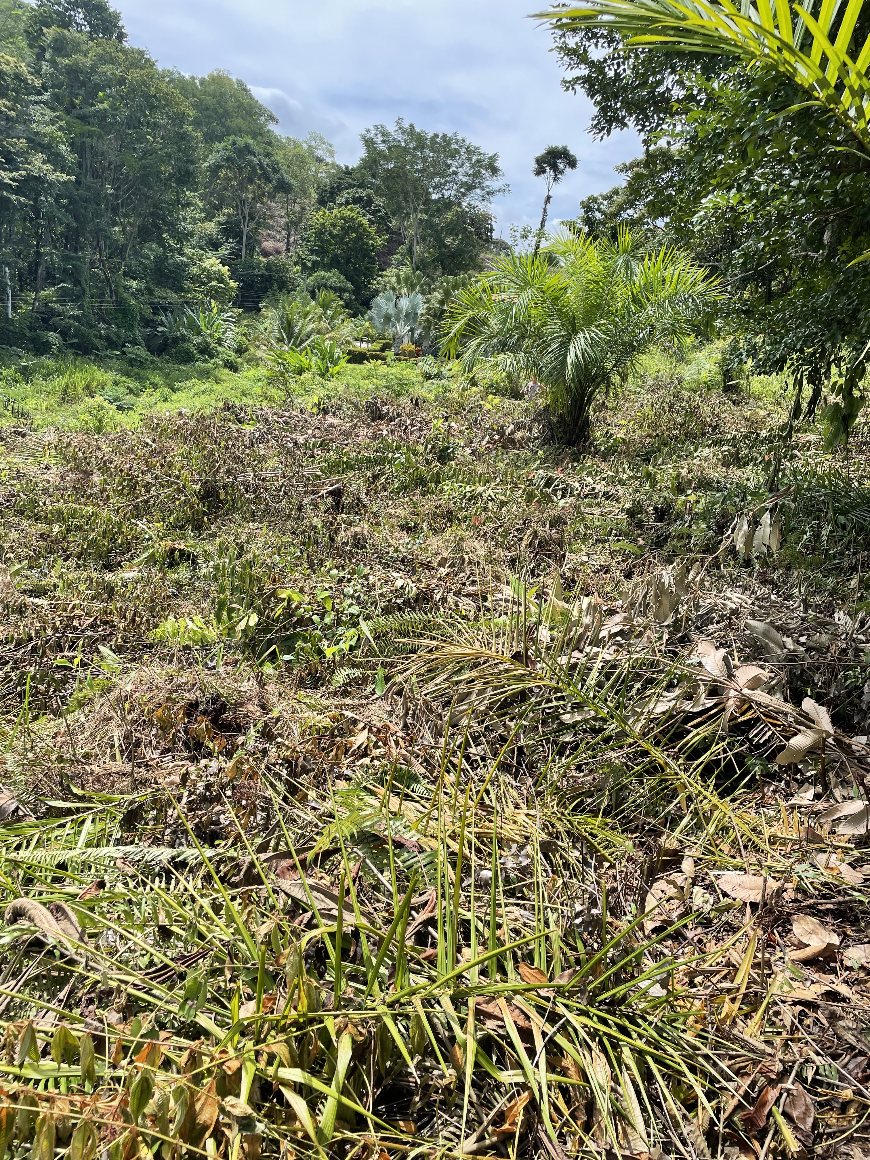 0 bed Land For Sale in Ojochal, Puntarenas - thumb 4