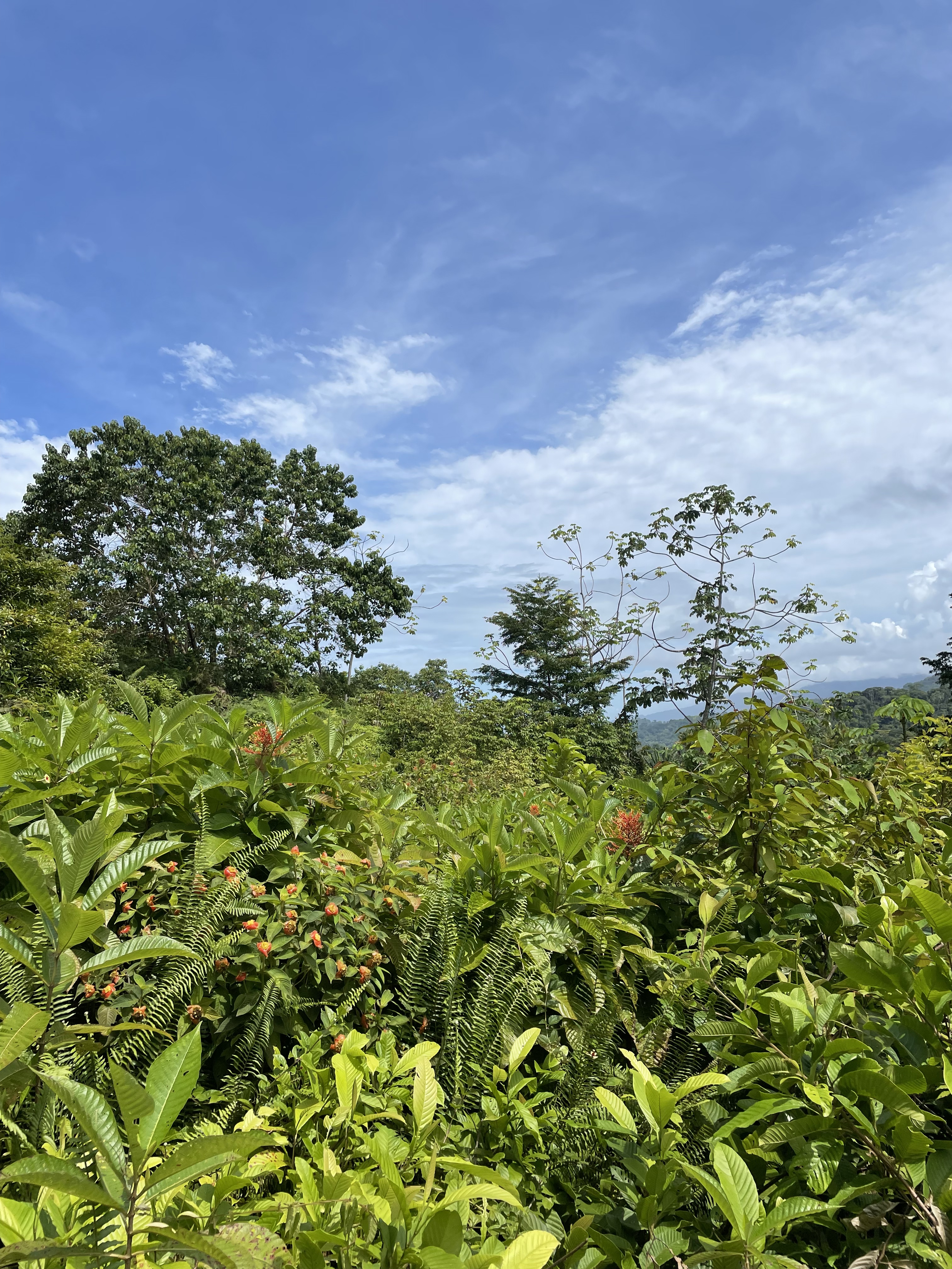 0 bed Land For Sale in Ojochal, Puntarenas - thumb 3
