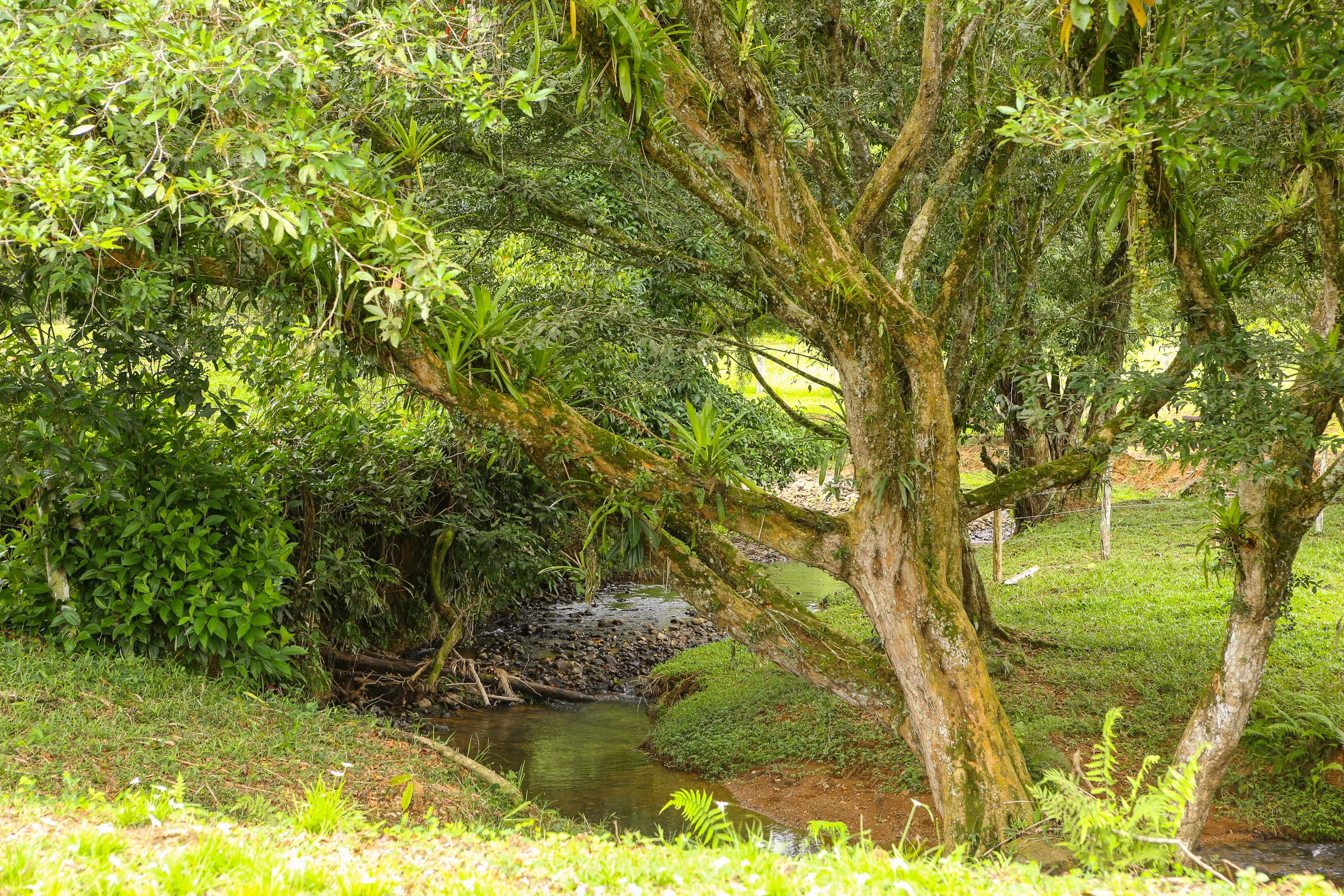 0 bed Land For Sale in Dominical, Puntarenas - thumb 4