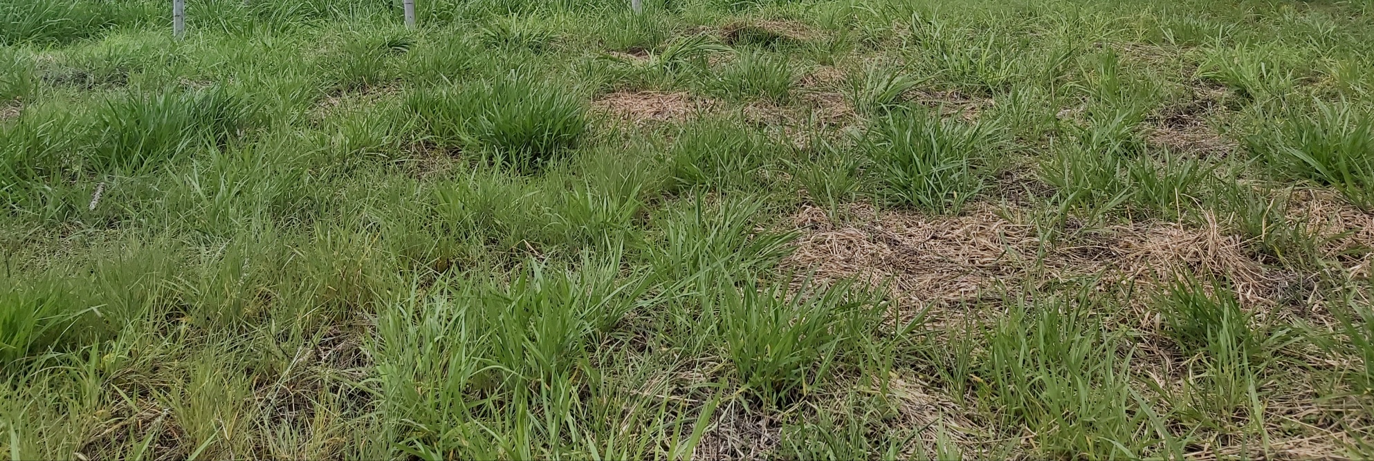 0 bed Land For Sale in Tres Ríos, Cartago - thumb 3