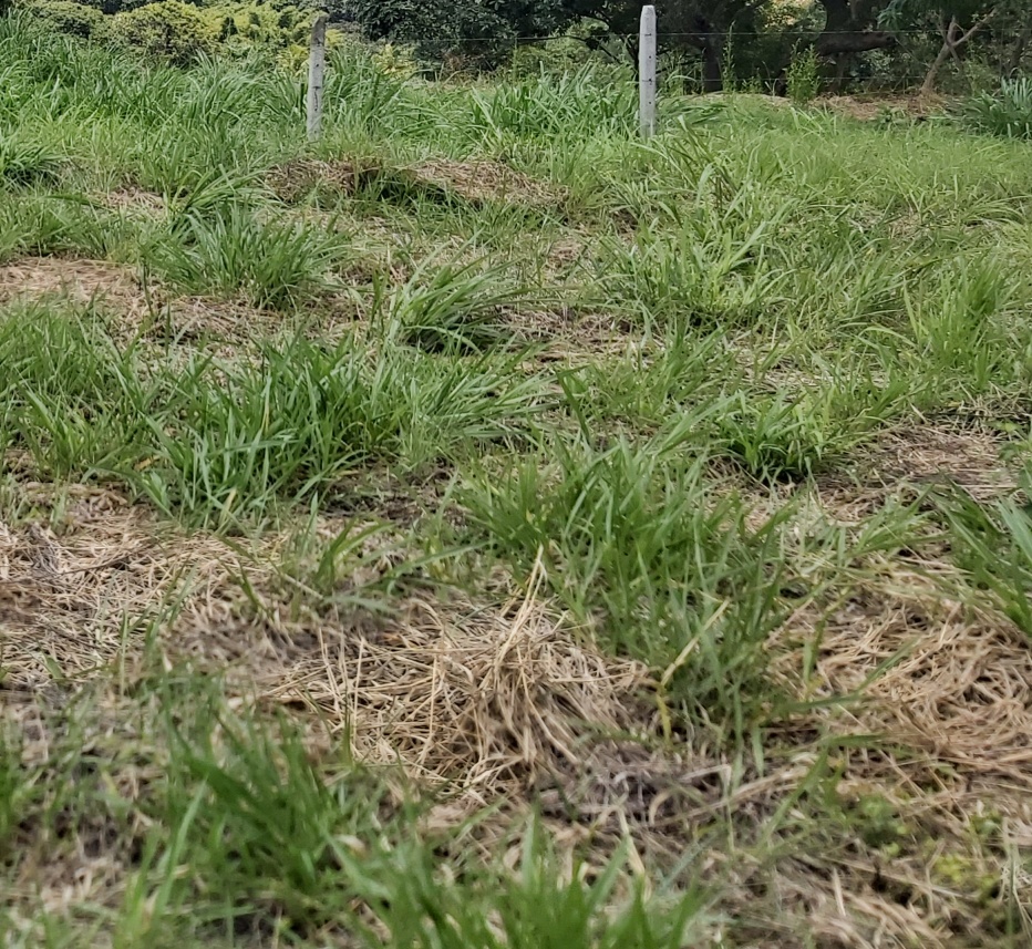 0 bed Land For Sale in Tres Ríos, Cartago - thumb 4