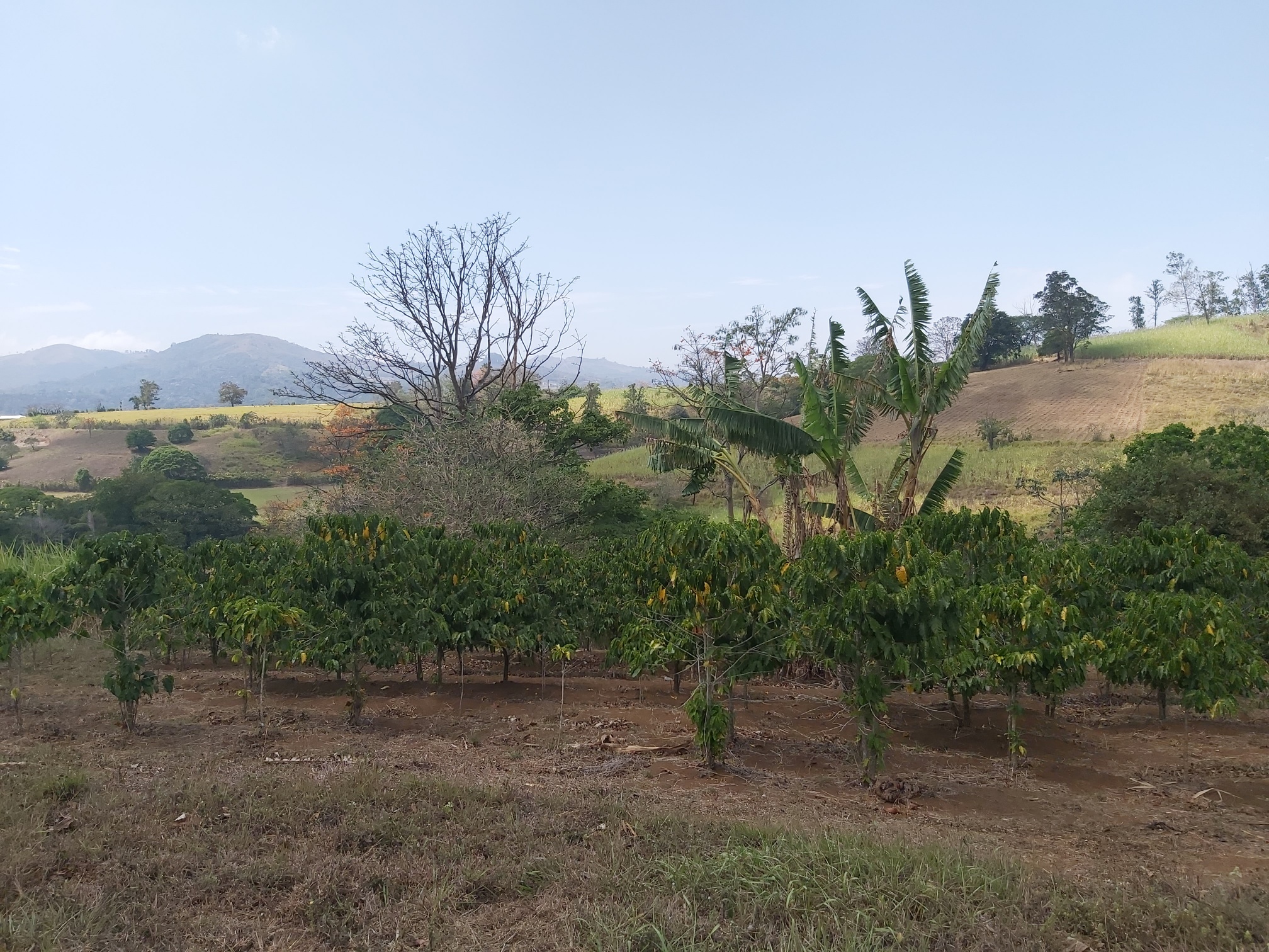 0 bed Land For Sale in Grecia, Alajuela - thumb 2