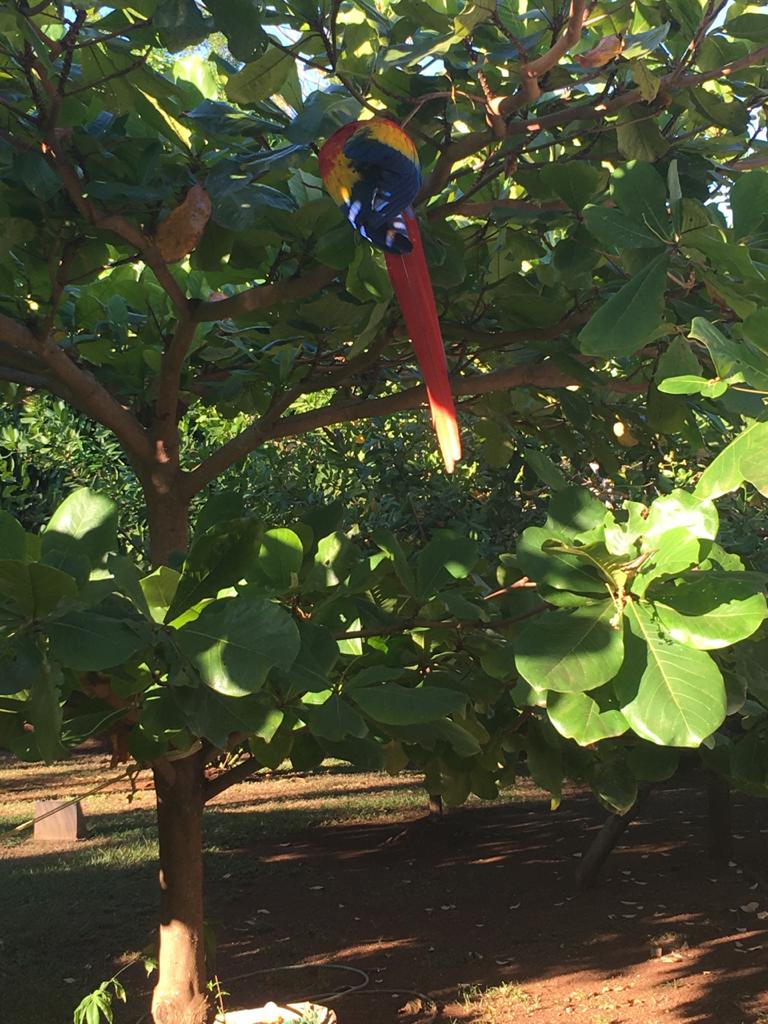 4 bed Single Family Homes For Sale in Orotina, Alajuela - thumb 6