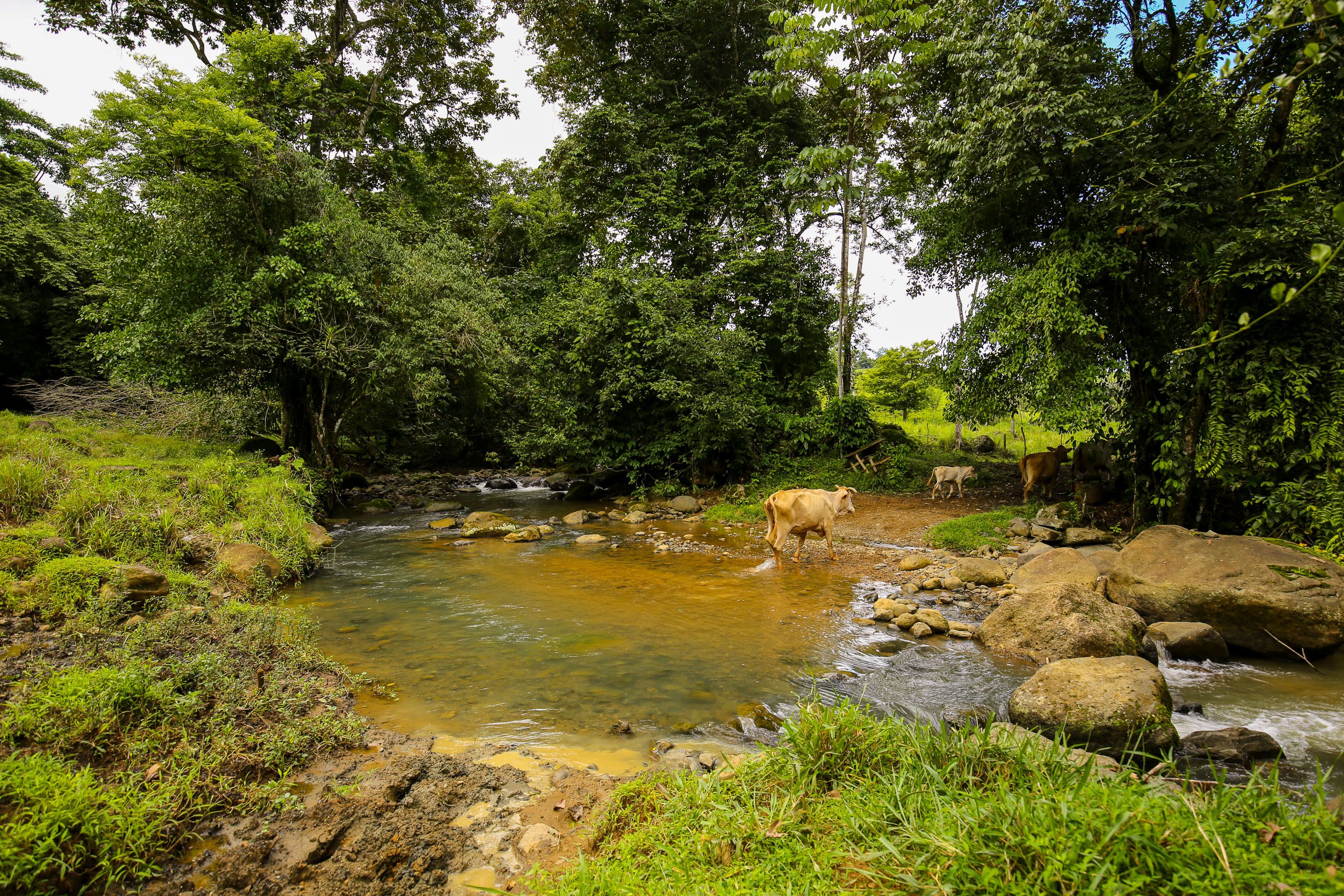 0 bed Land For Sale in Dominical, Puntarenas - thumb 5