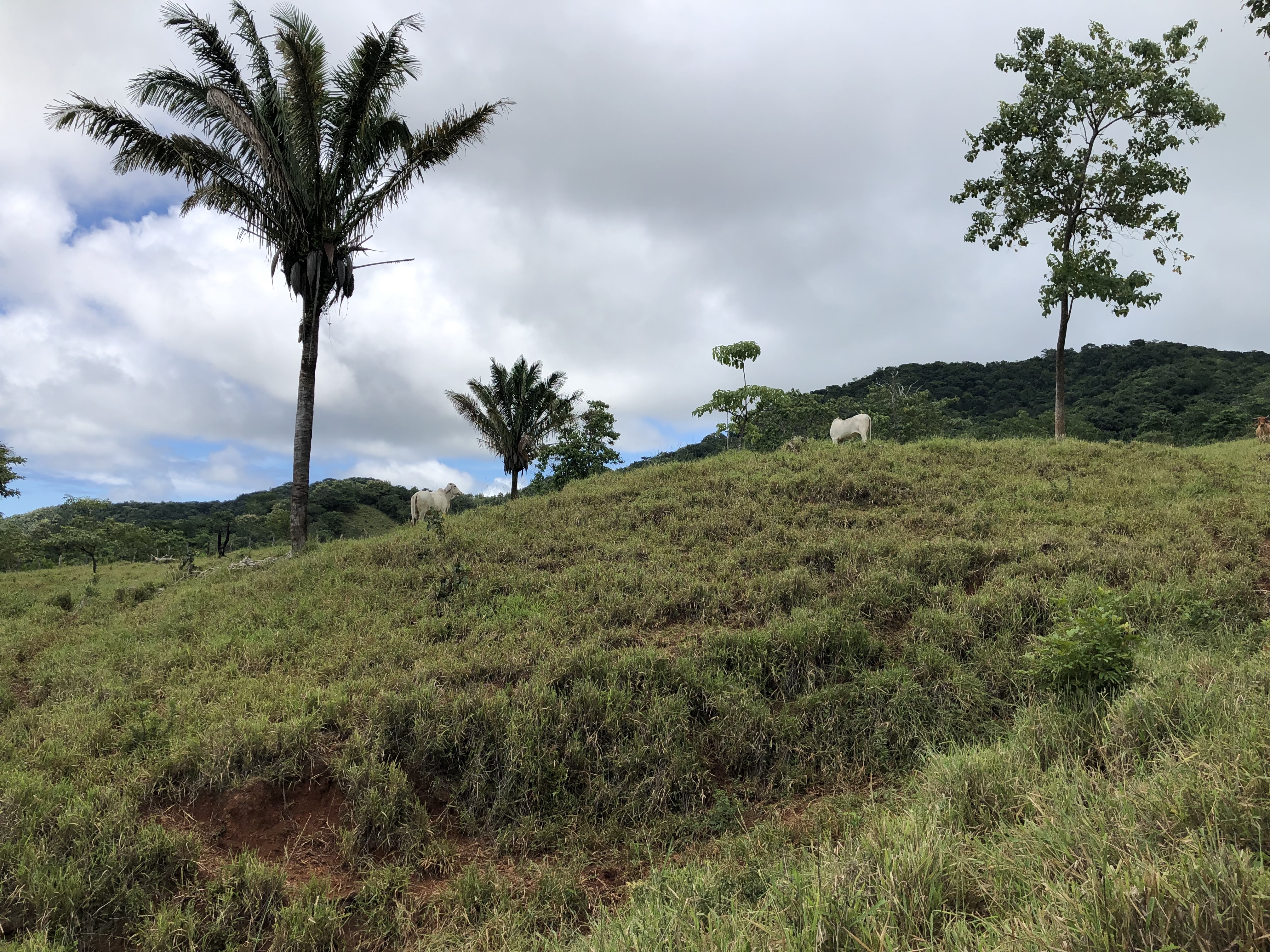0 bed Land For Sale in Samara, Guanacaste - thumb 26