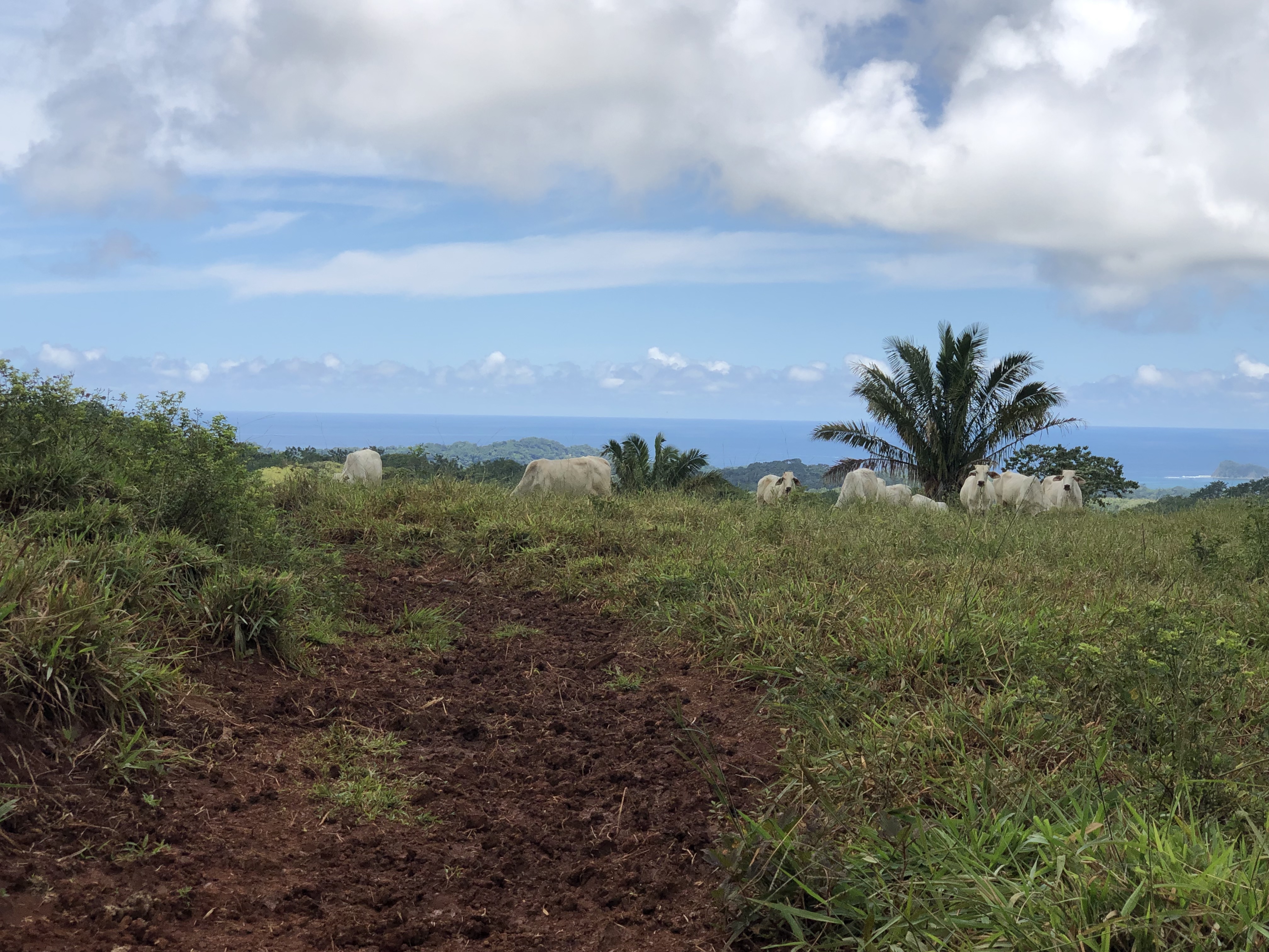 0 bed Land For Sale in Samara, Guanacaste - thumb 22