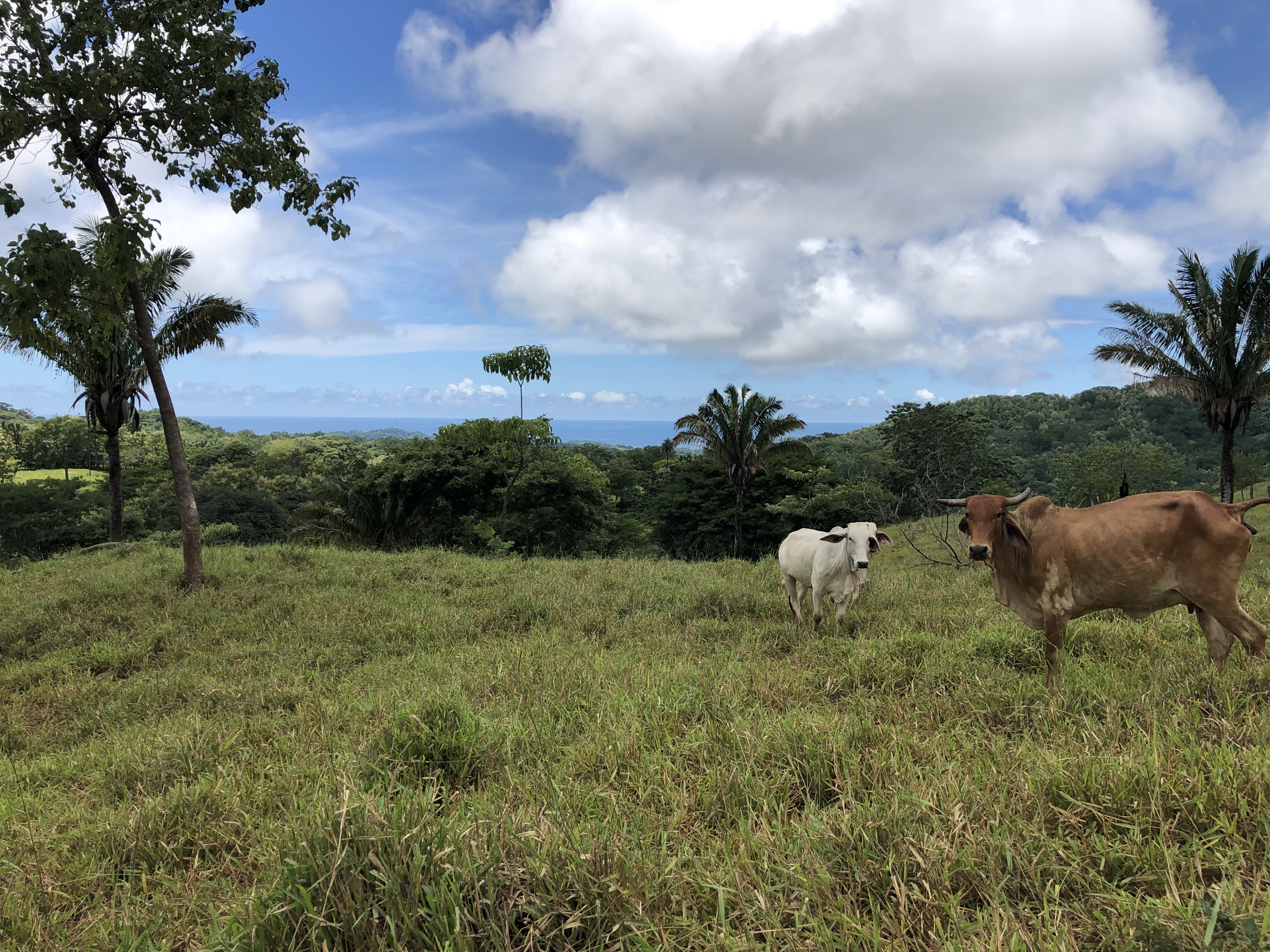 0 bed Land For Sale in Samara, Guanacaste - thumb 27