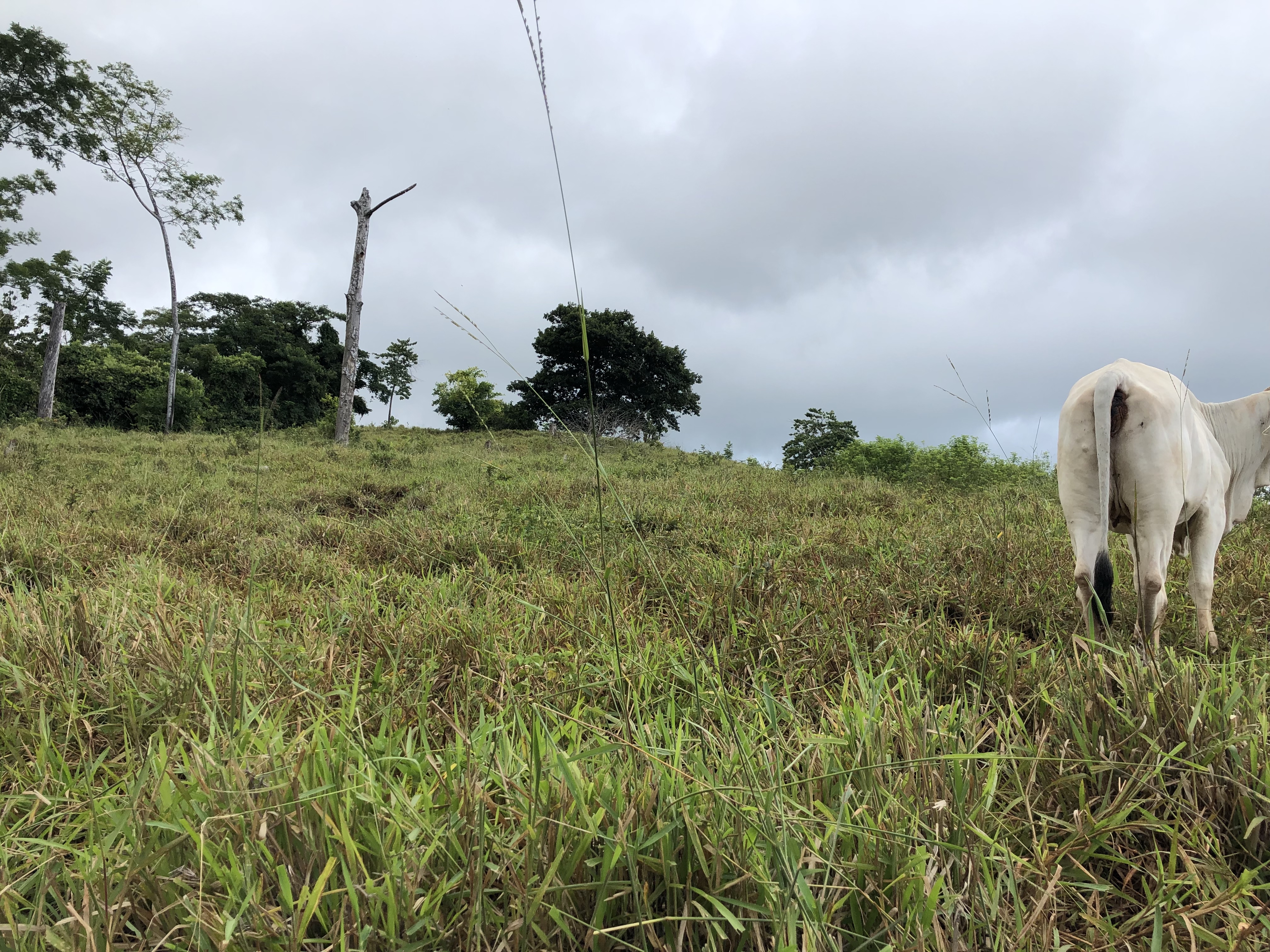 0 bed Land For Sale in Samara, Guanacaste - thumb 6