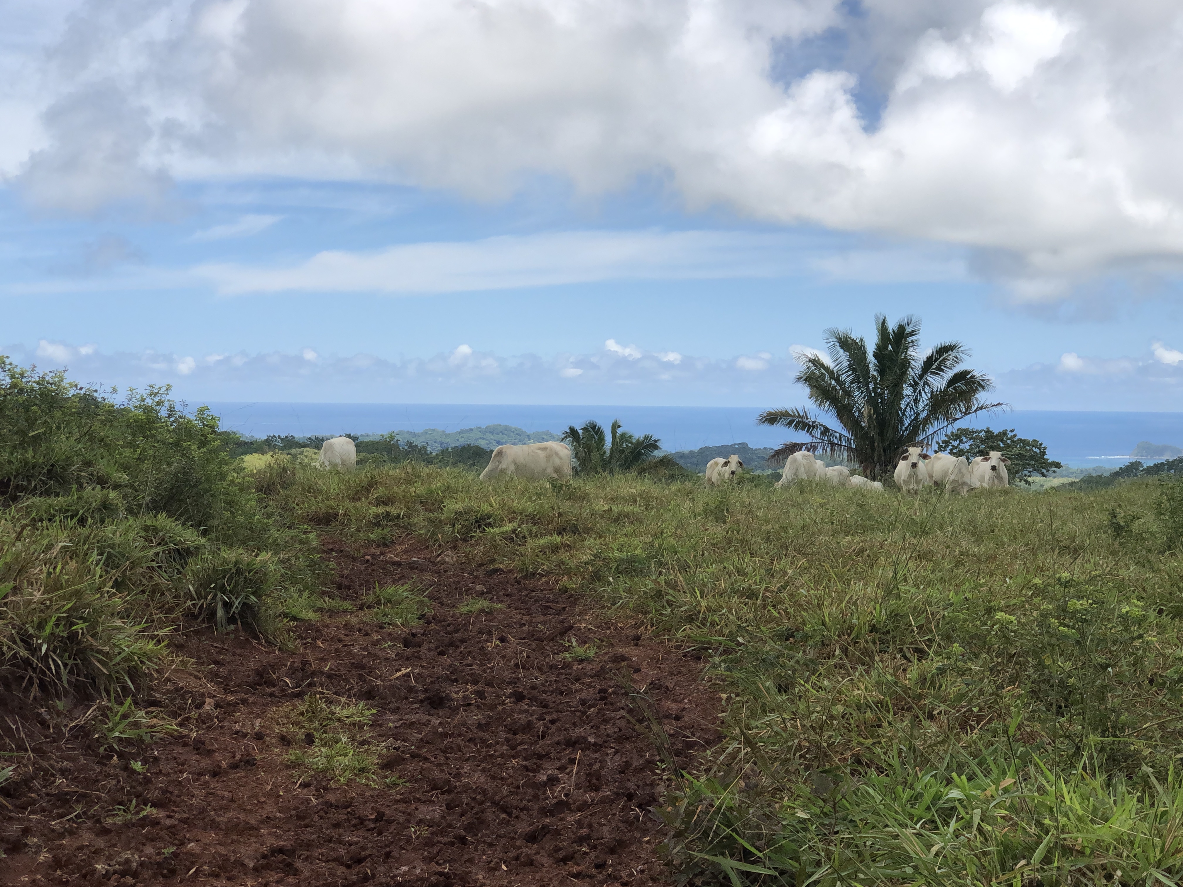 0 bed Land For Sale in Samara, Guanacaste - thumb 16