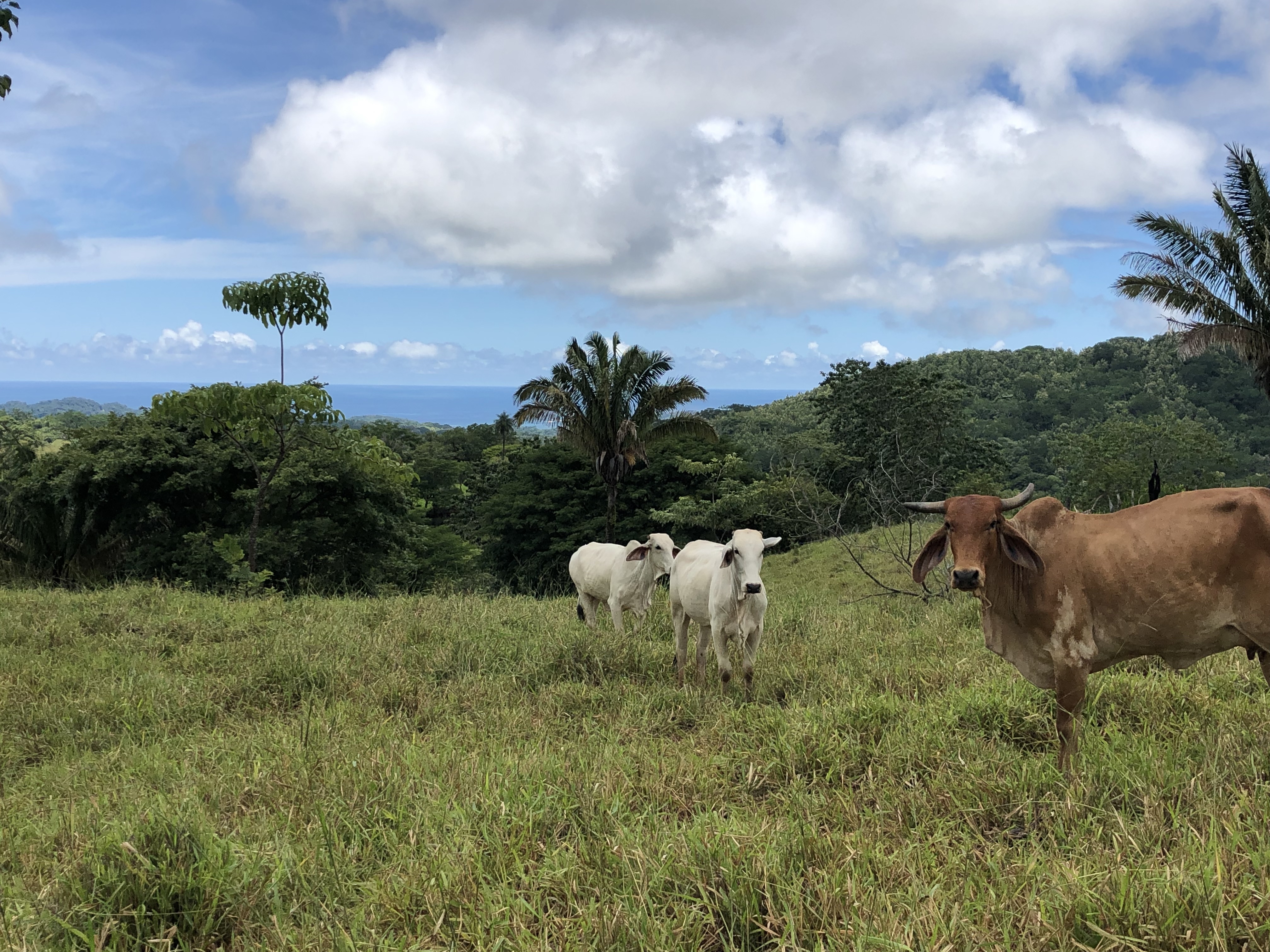 0 bed Land For Sale in Samara, Guanacaste - thumb 15