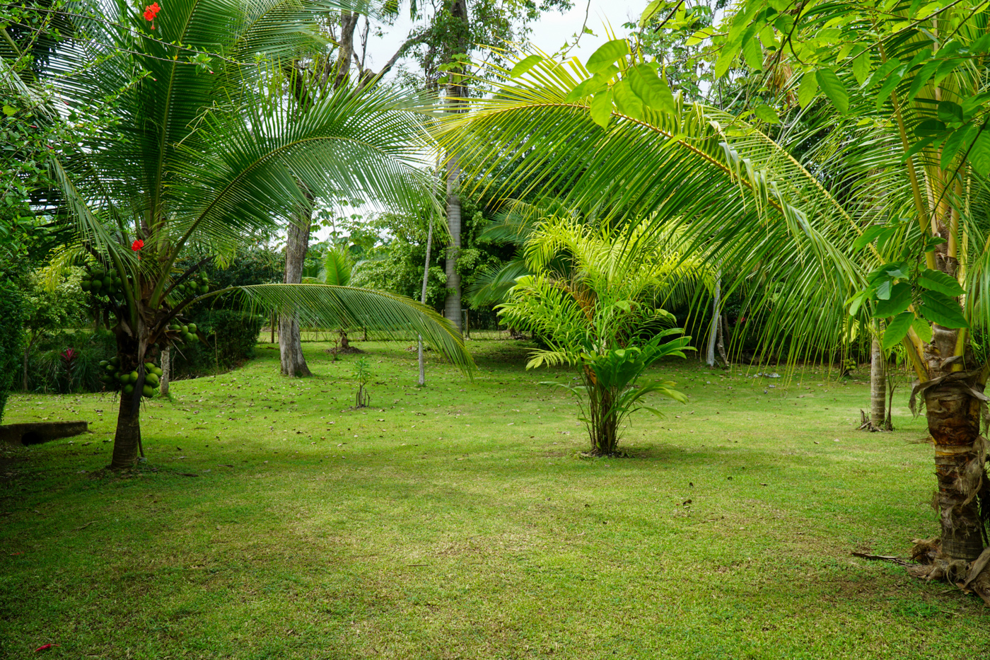 1 bed Single Family Homes For Sale in Dominical, Puntarenas - thumb 17
