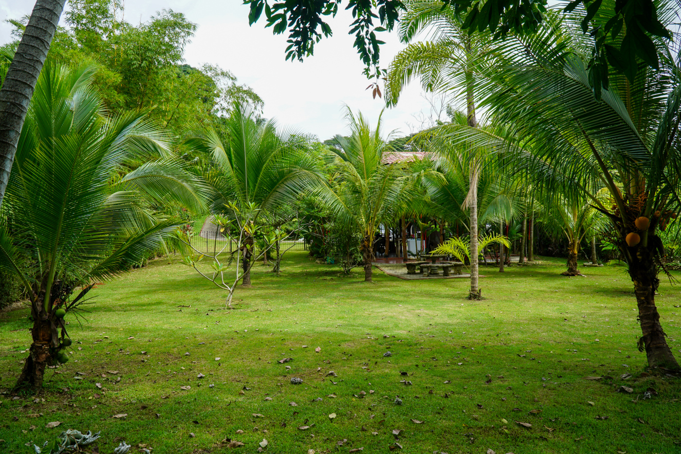 1 bed Single Family Homes For Sale in Dominical, Puntarenas - thumb 18