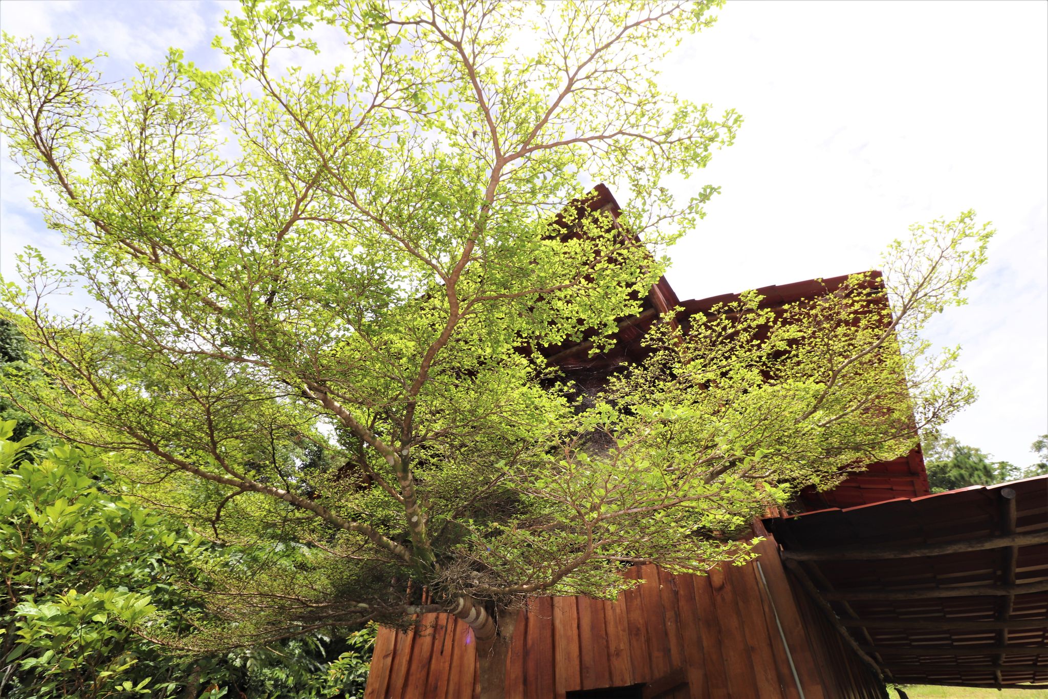 1 bed Single Family Homes For Sale in Puntarenas, Puntarenas - thumb 17