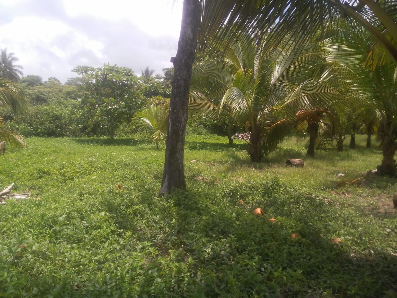 0 bed Land For Sale in Punta Islita Pacific, Guanacaste - thumb 8
