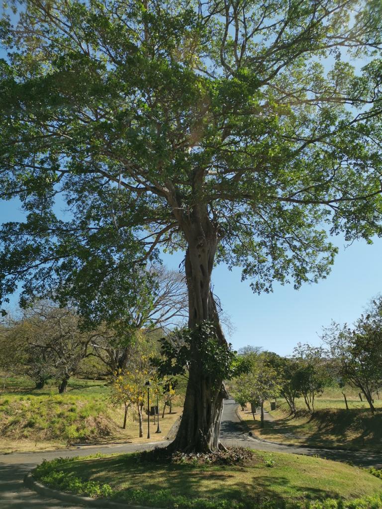 0 bed Land For Sale in Ciudad Colon, San Jose - thumb 9