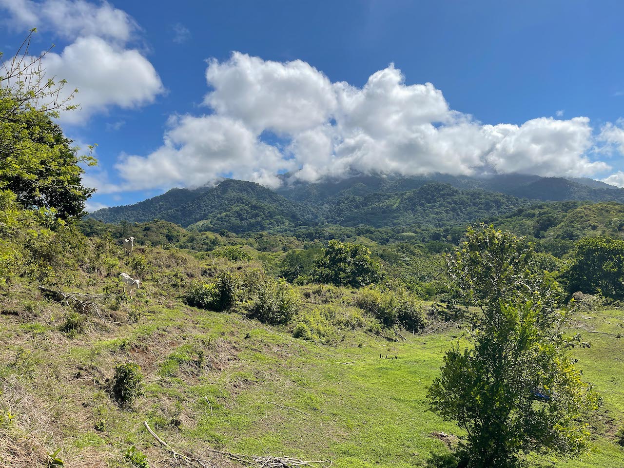6 bed Land For Sale in Quepos, Puntarenas - thumb 17