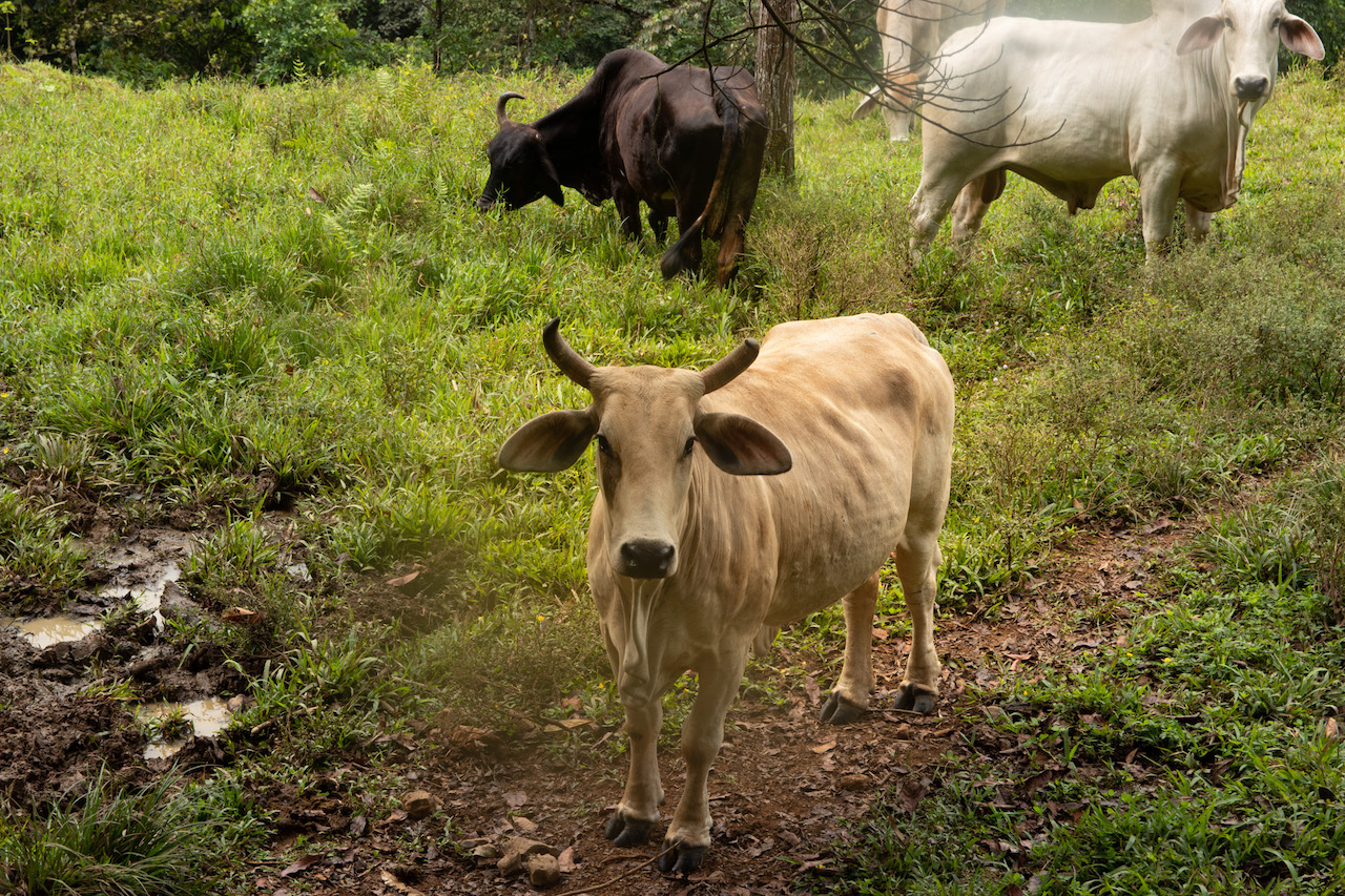 0 bed Land For Sale in Dominical, Puntarenas - thumb 10