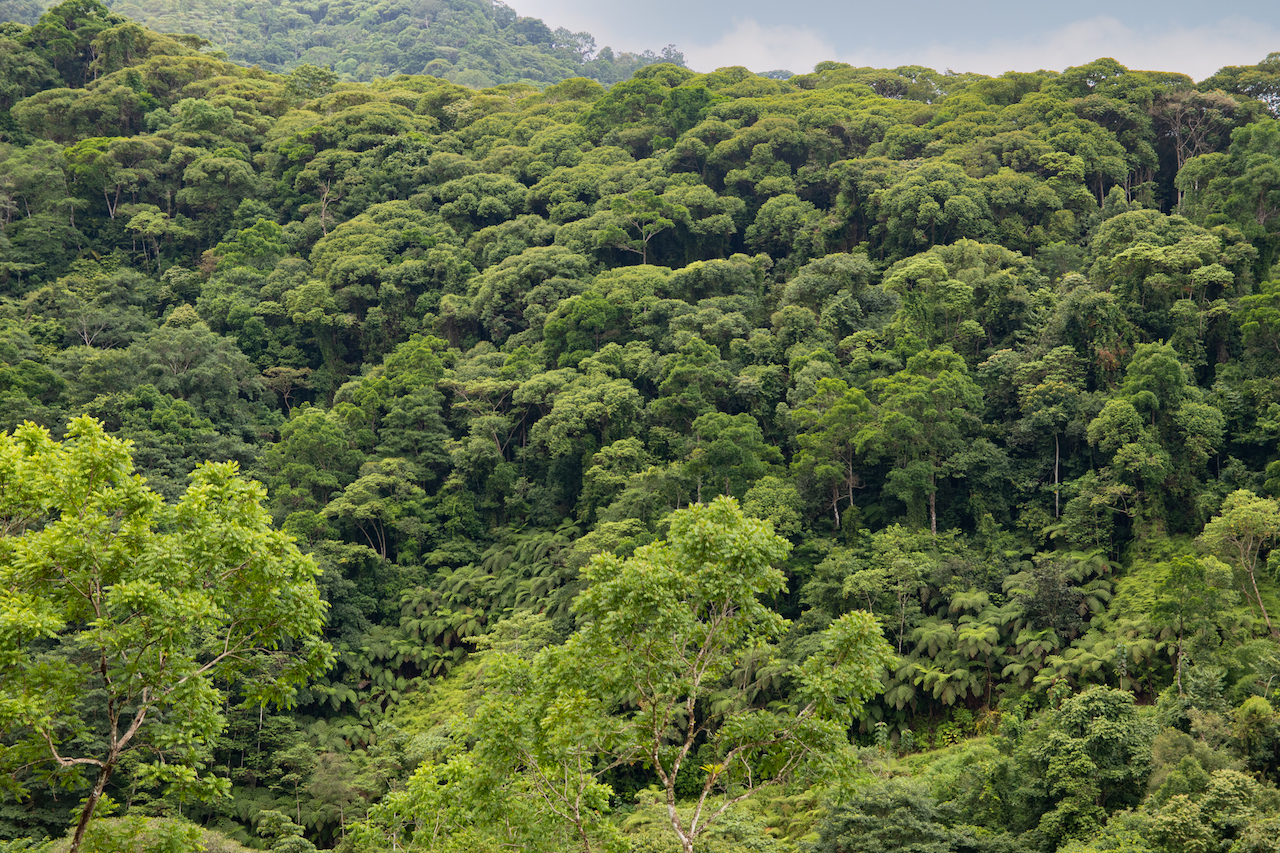 0 bed Land For Sale in Dominical, Puntarenas - thumb 2
