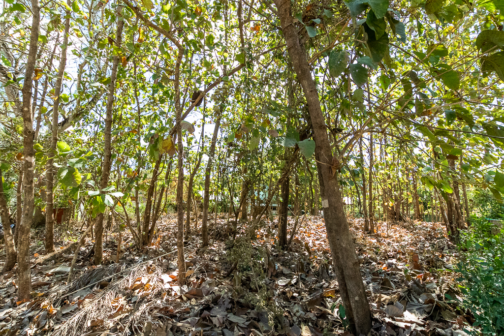 0 bed Land For Sale in Nosara, Guanacaste - thumb 3