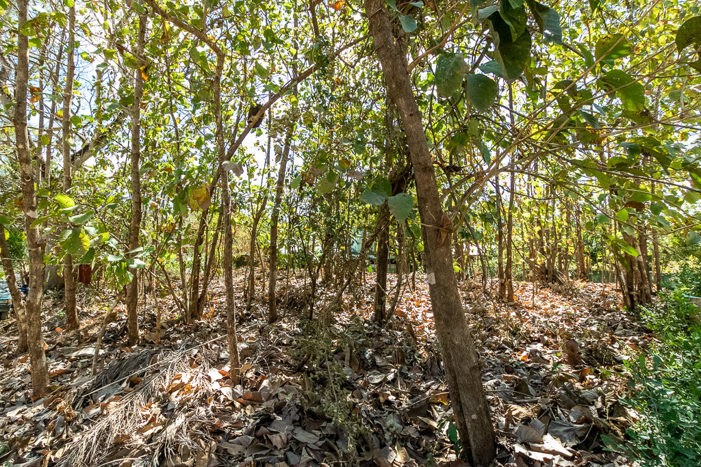 0 bed Land For Sale in Nosara, Guanacaste - thumb 6