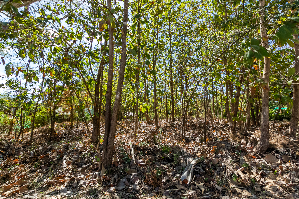 0 bed Land For Sale in Nosara, Guanacaste - thumb 2