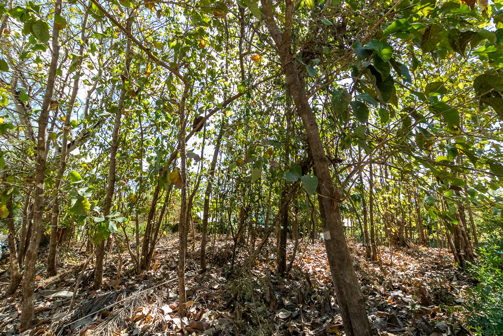 0 bed Land For Sale in Nosara, Guanacaste - thumb 5