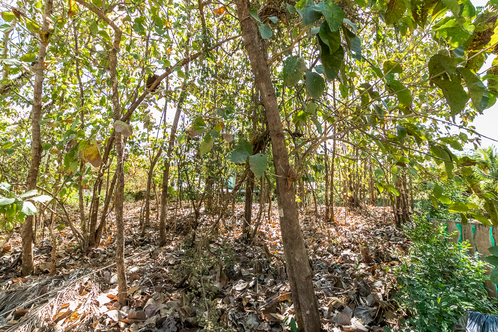 0 bed Land For Sale in Nosara, Guanacaste - thumb 7