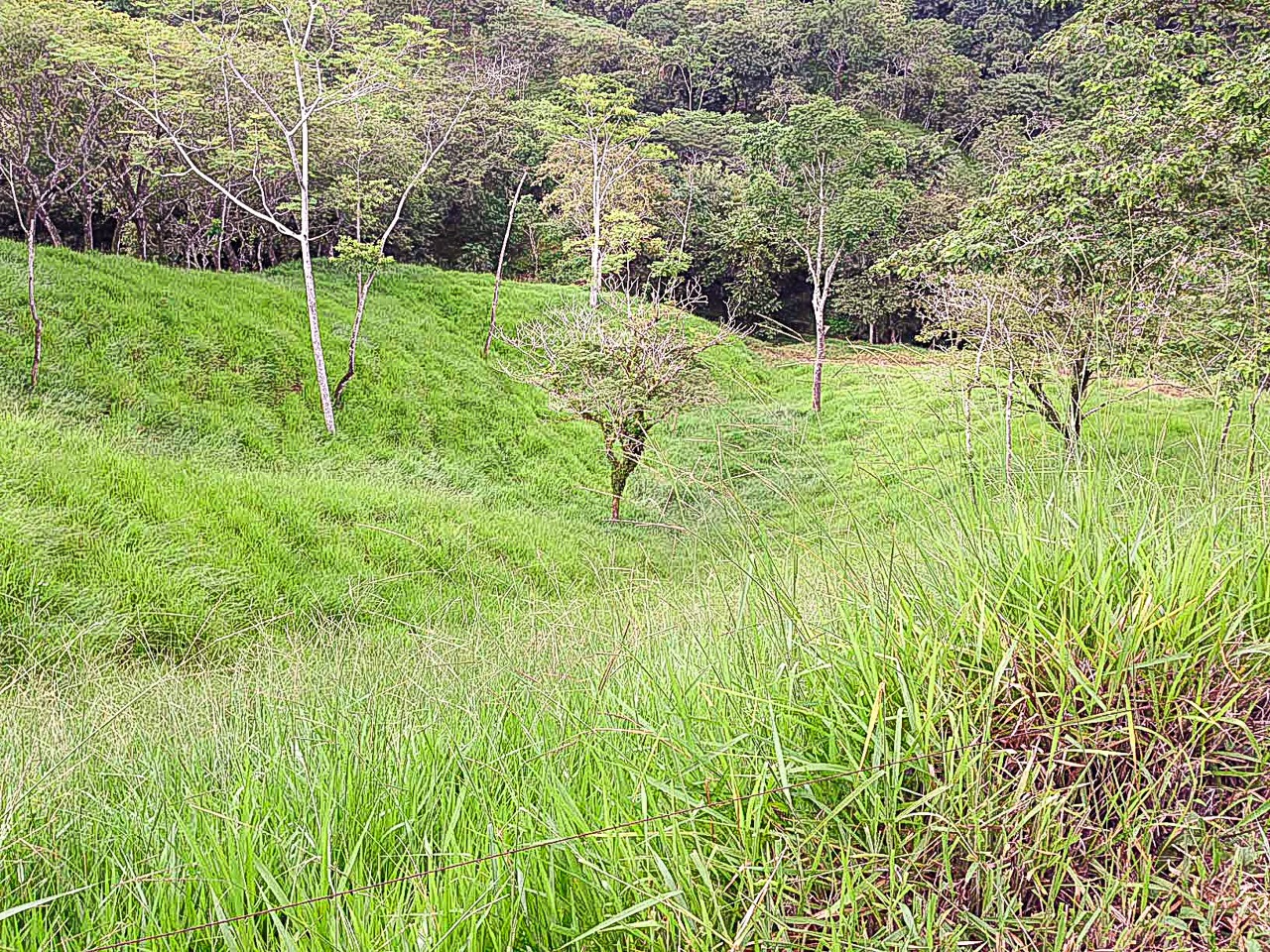 4 bed Land For Sale in Tambor, Puntarenas - thumb 2