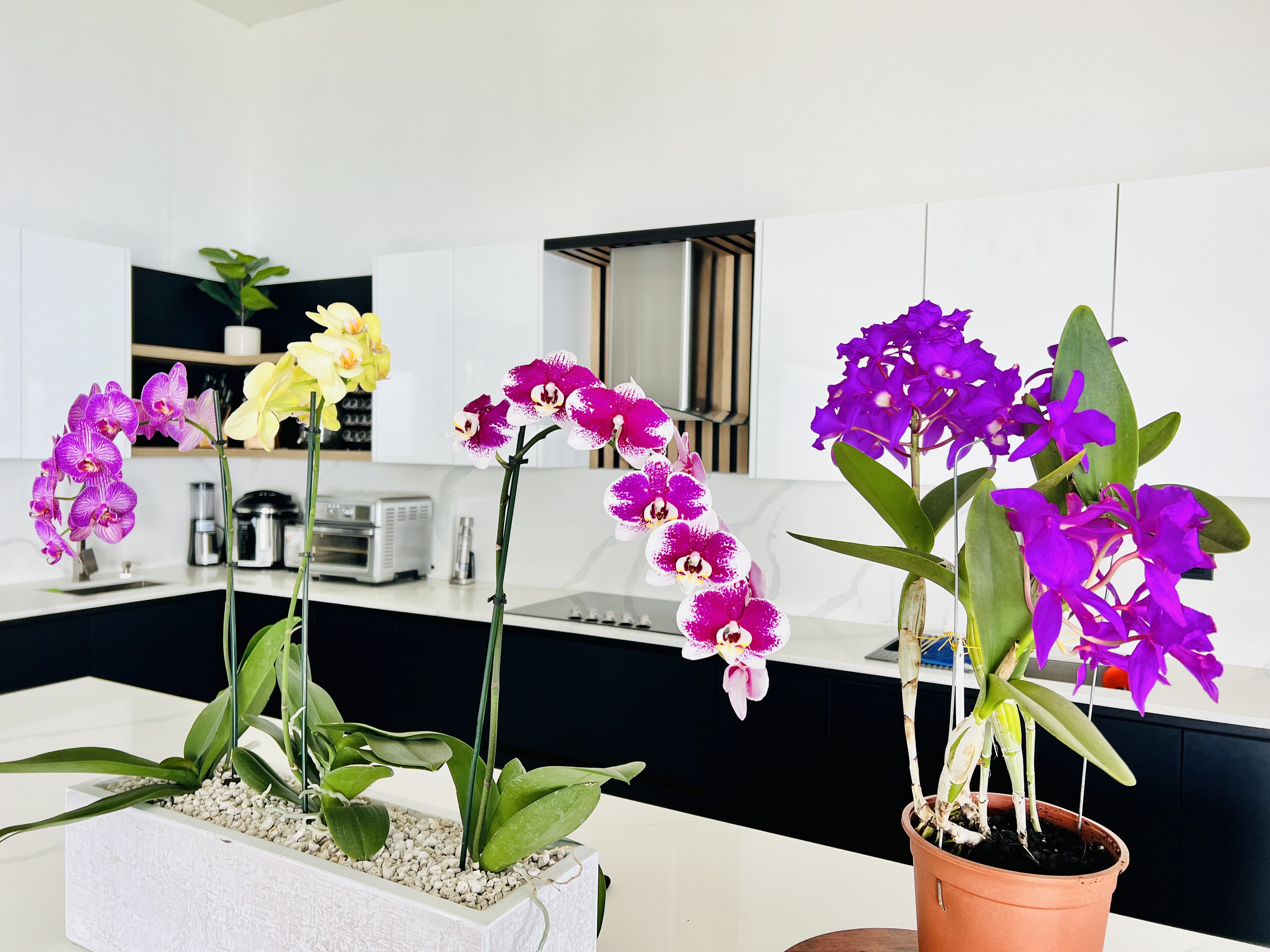 3 bed Single Family Homes For Sale in Perez Zeledon, San Jose - thumb 10