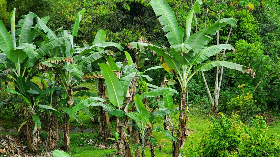 3 bed Single Family Homes For Sale in Dominical, Puntarenas - thumb 17
