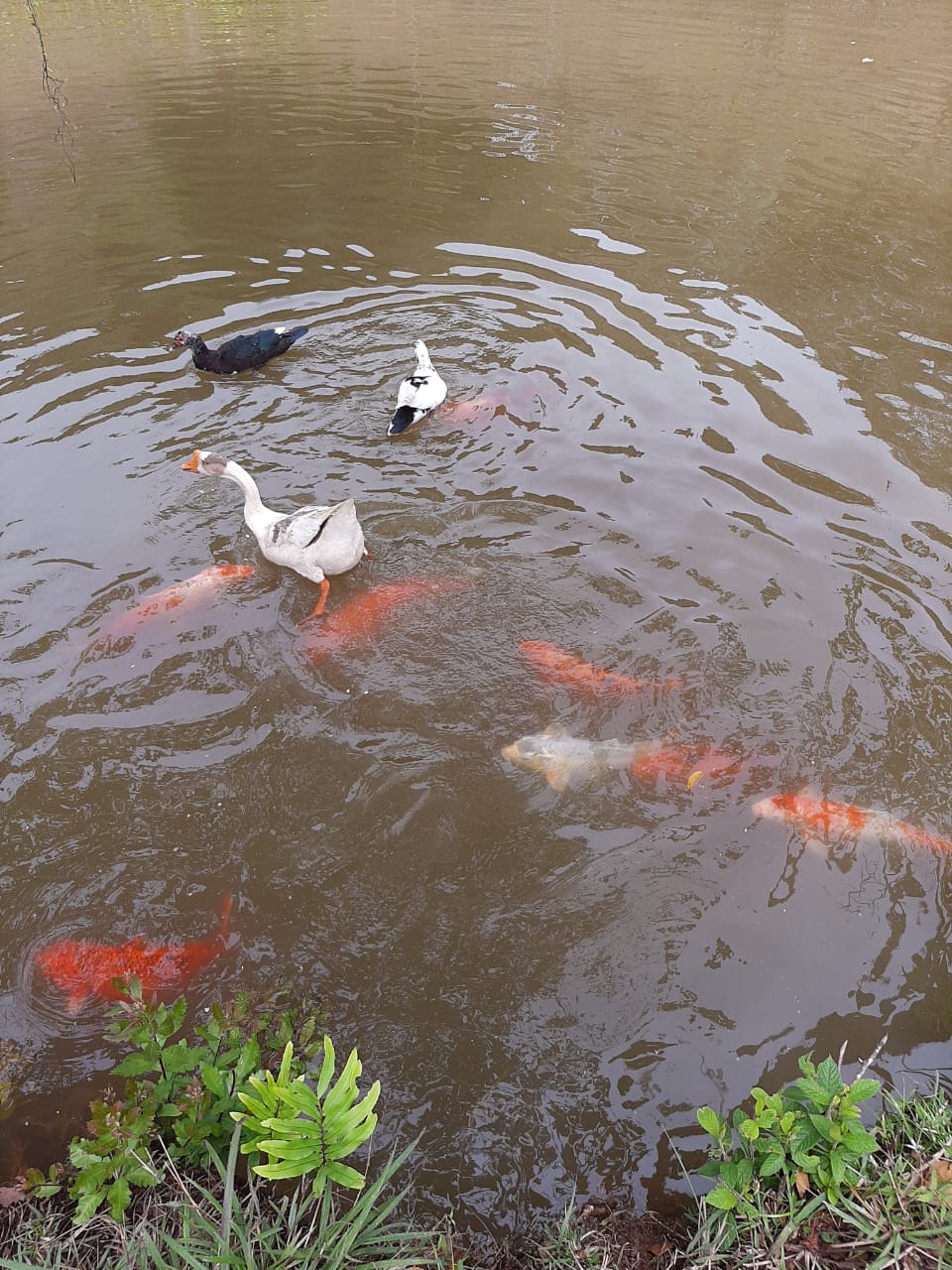 9 bed Land For Sale in Concepción, Cartago - thumb 11