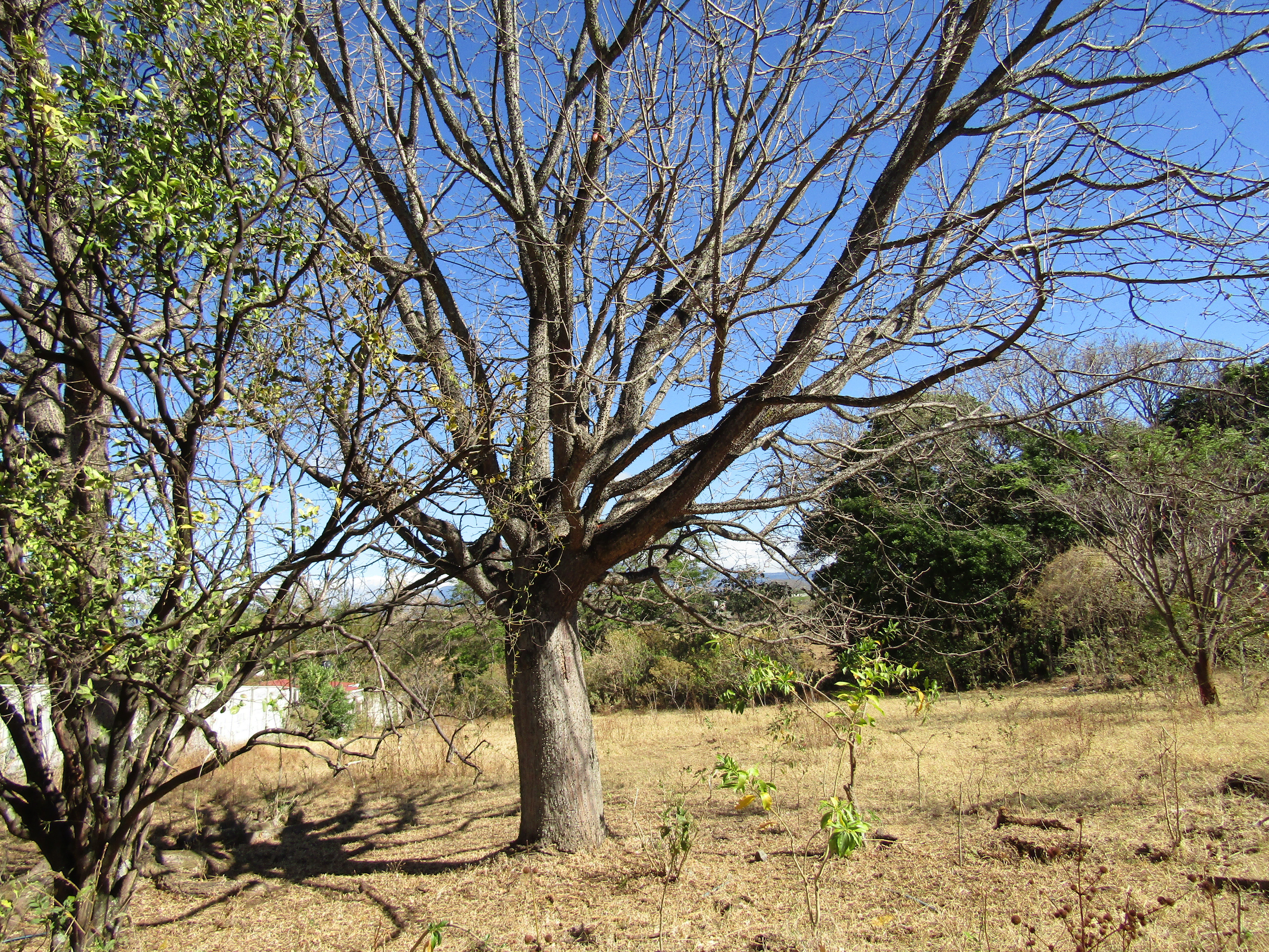 0 bed Land For Sale in Santa Ana, San Jose - thumb 16