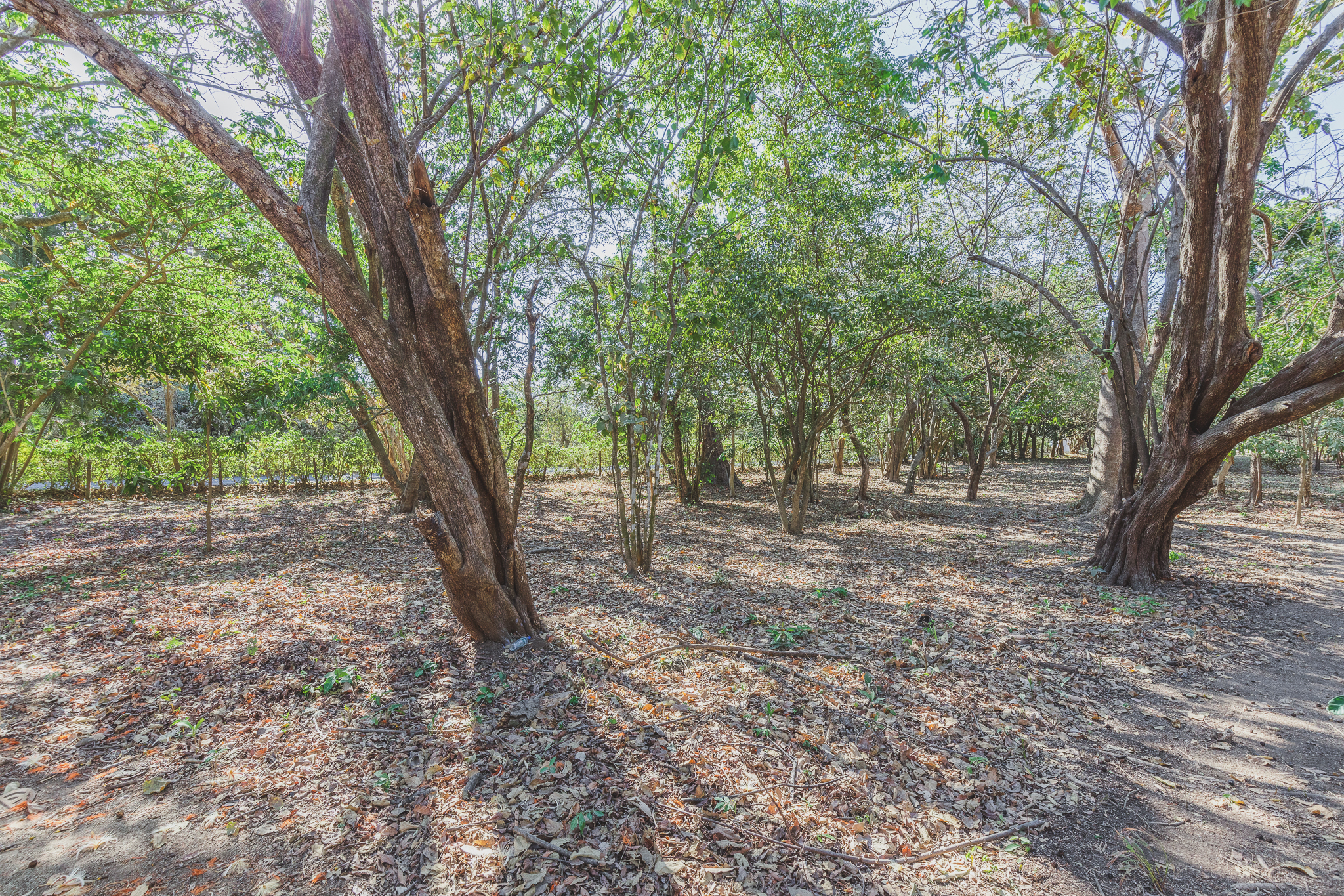 0 bed Land For Sale in Ostional, Guanacaste - thumb 9