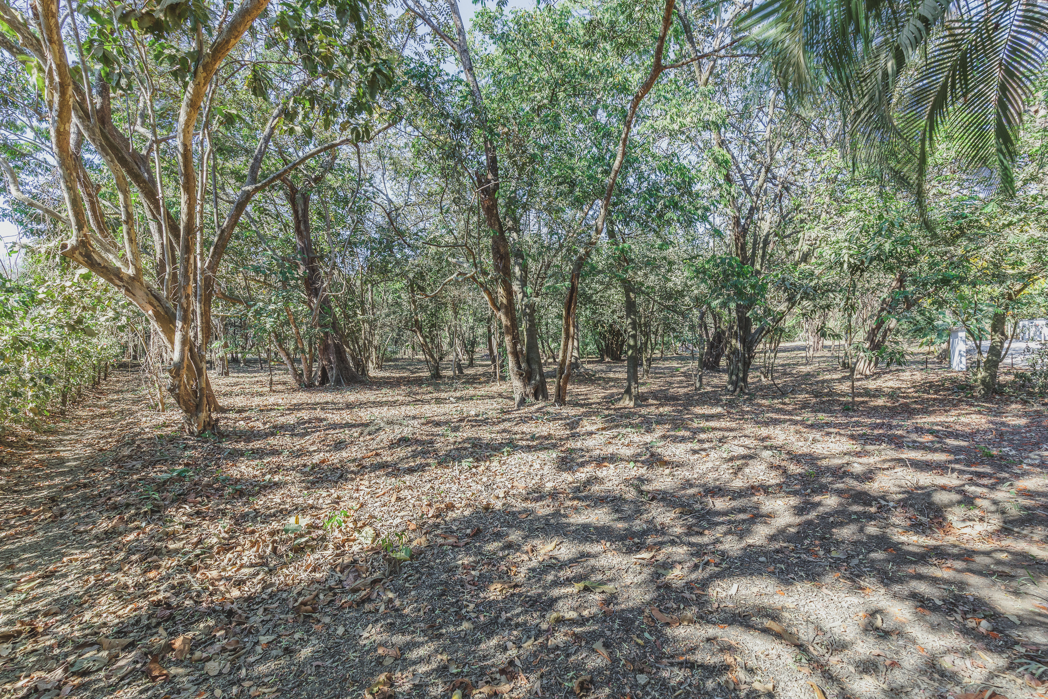 0 bed Land For Sale in Ostional, Guanacaste - thumb 6