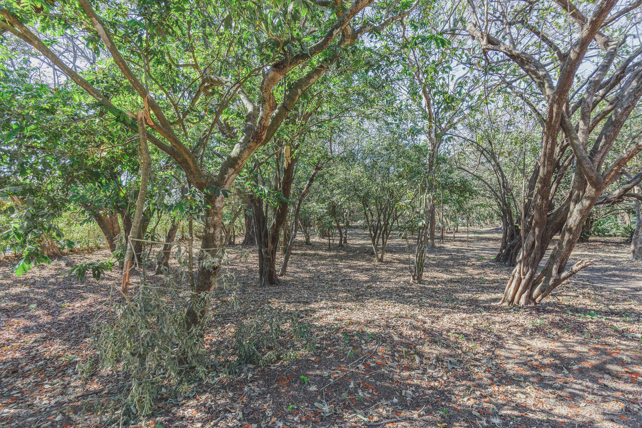 0 bed Land For Sale in Ostional, Guanacaste - thumb 5