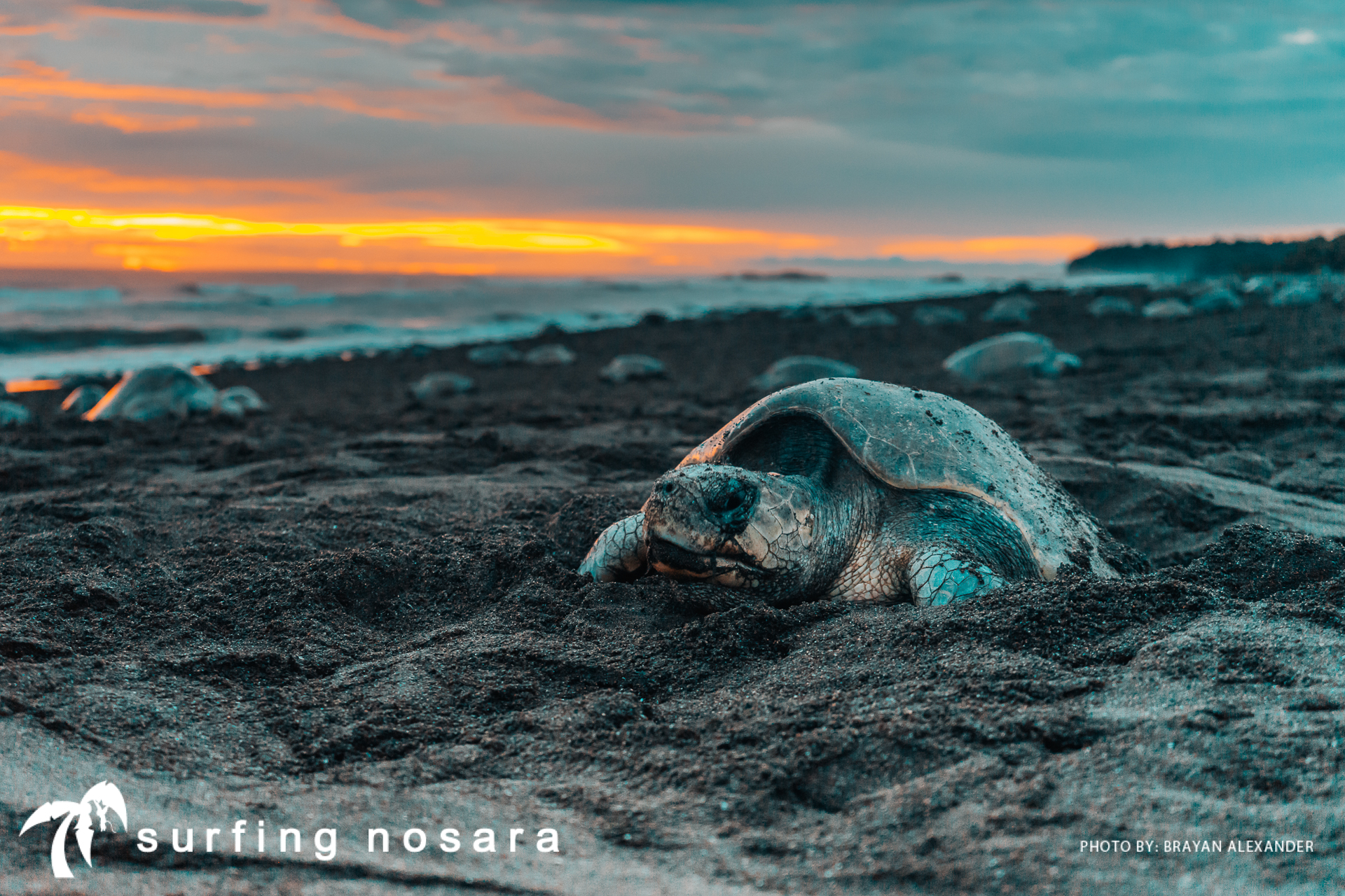 0 bed Land For Sale in Ostional, Guanacaste - thumb 8