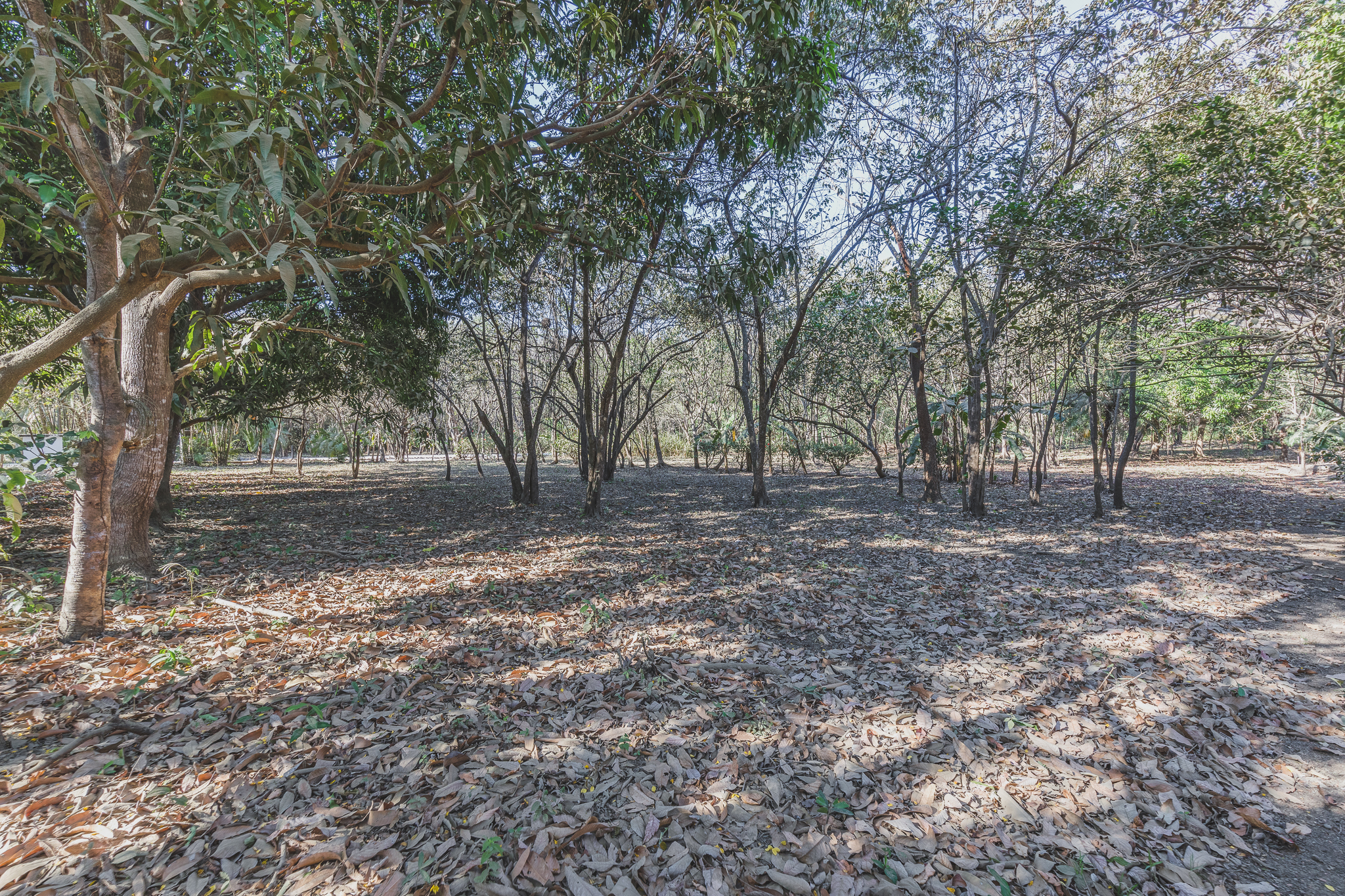 0 bed Land For Sale in Ostional, Guanacaste - thumb 4