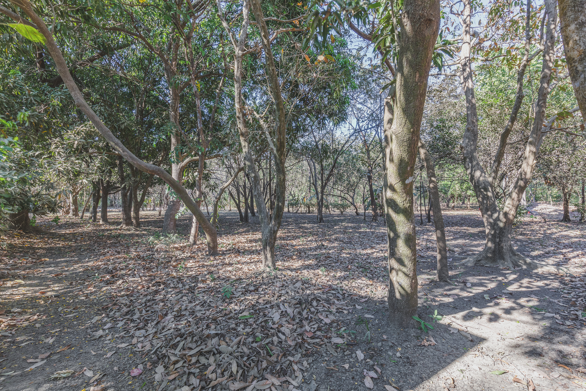 0 bed Land For Sale in Ostional, Guanacaste - thumb 3