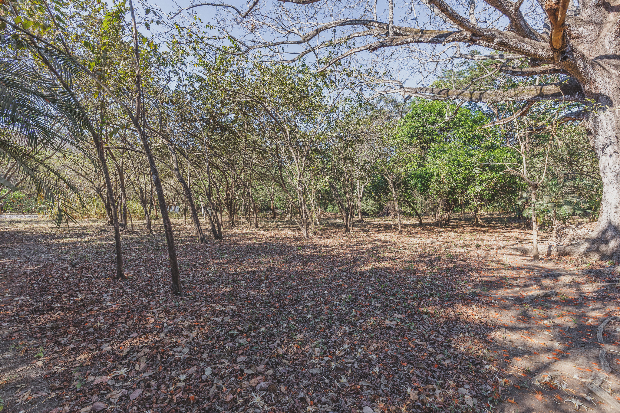 0 bed Land For Sale in Ostional, Guanacaste - thumb 2