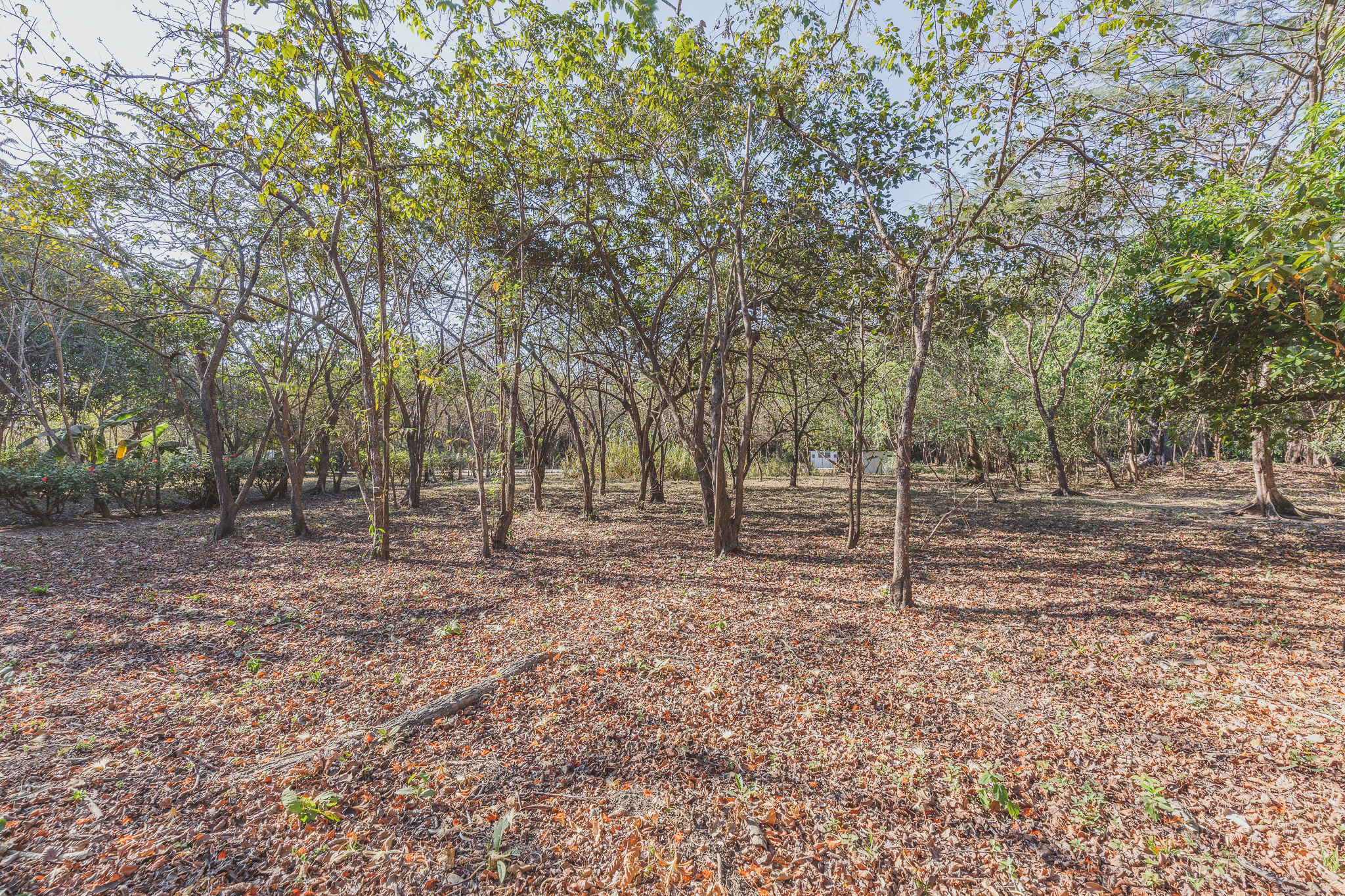 0 bed Land For Sale in Ostional, Guanacaste - thumb 4