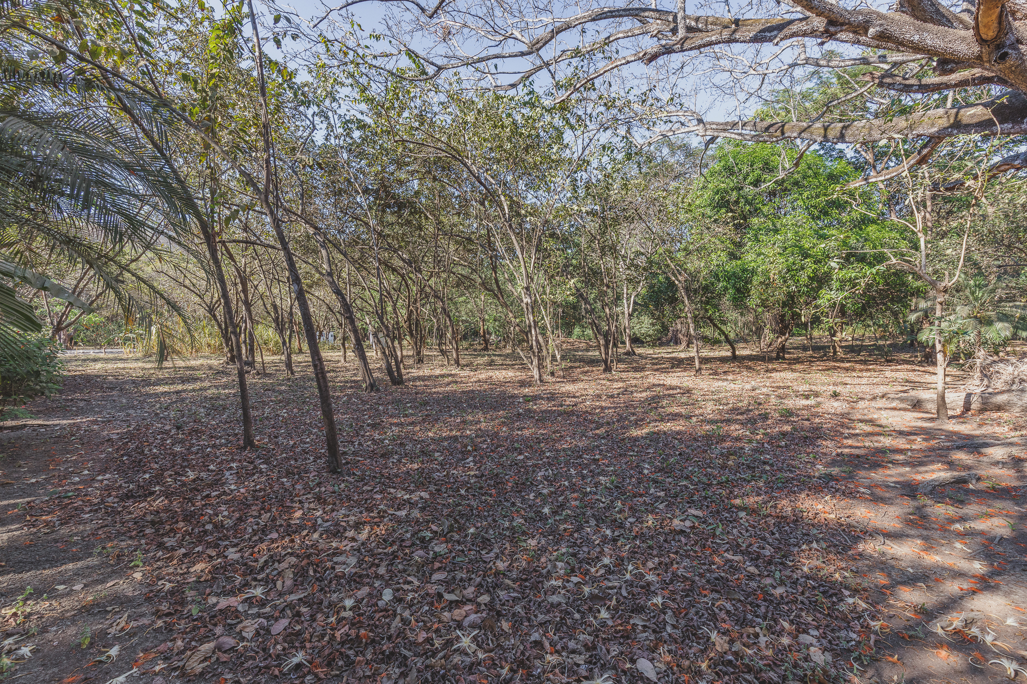 0 bed Land For Sale in Ostional, Guanacaste - thumb 3