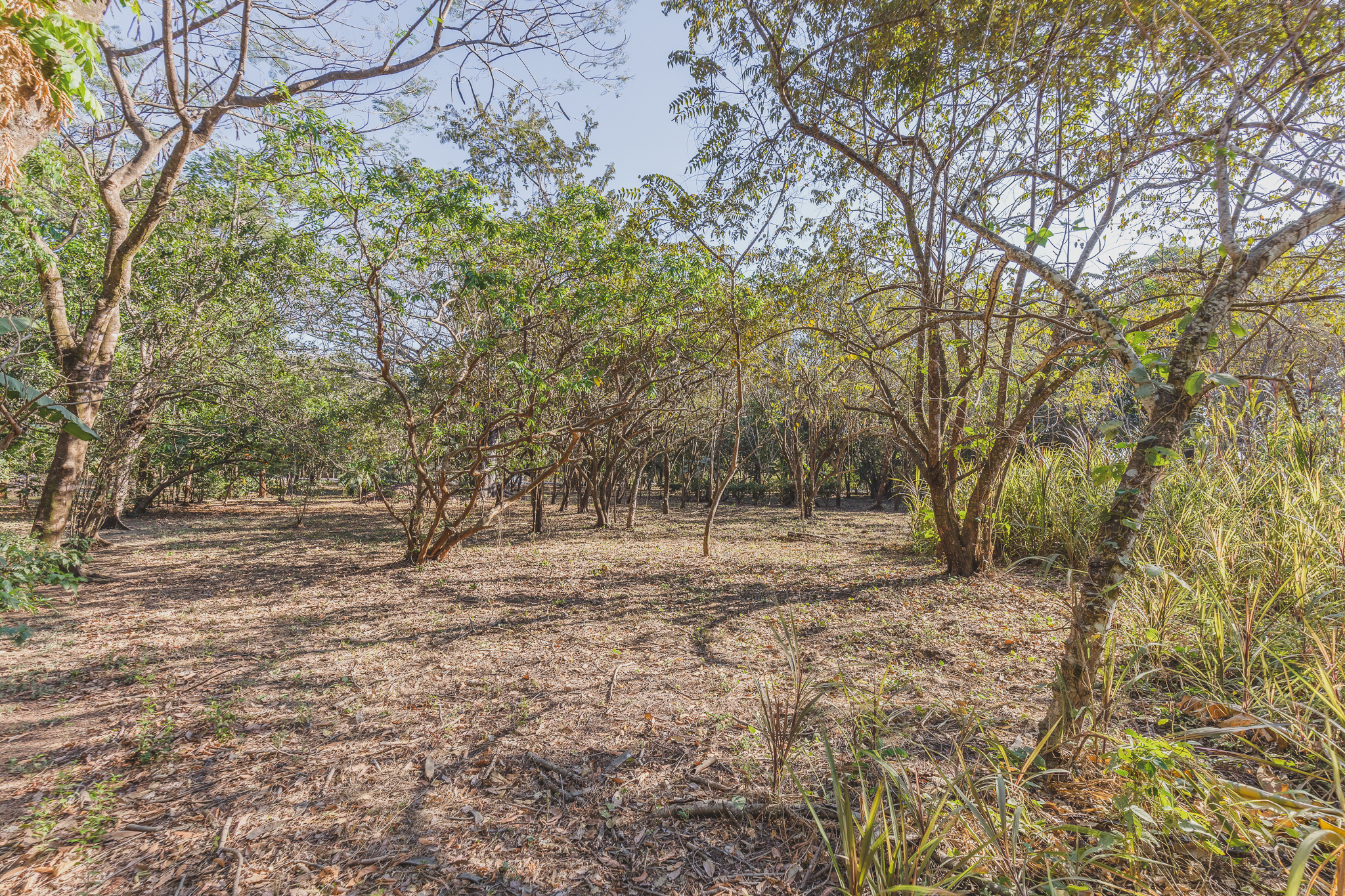 0 bed Land For Sale in Ostional, Guanacaste - thumb 6