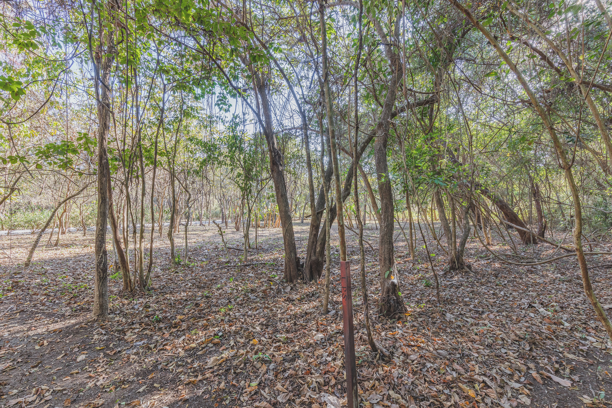 0 bed Land For Sale in Ostional, Guanacaste - thumb 5