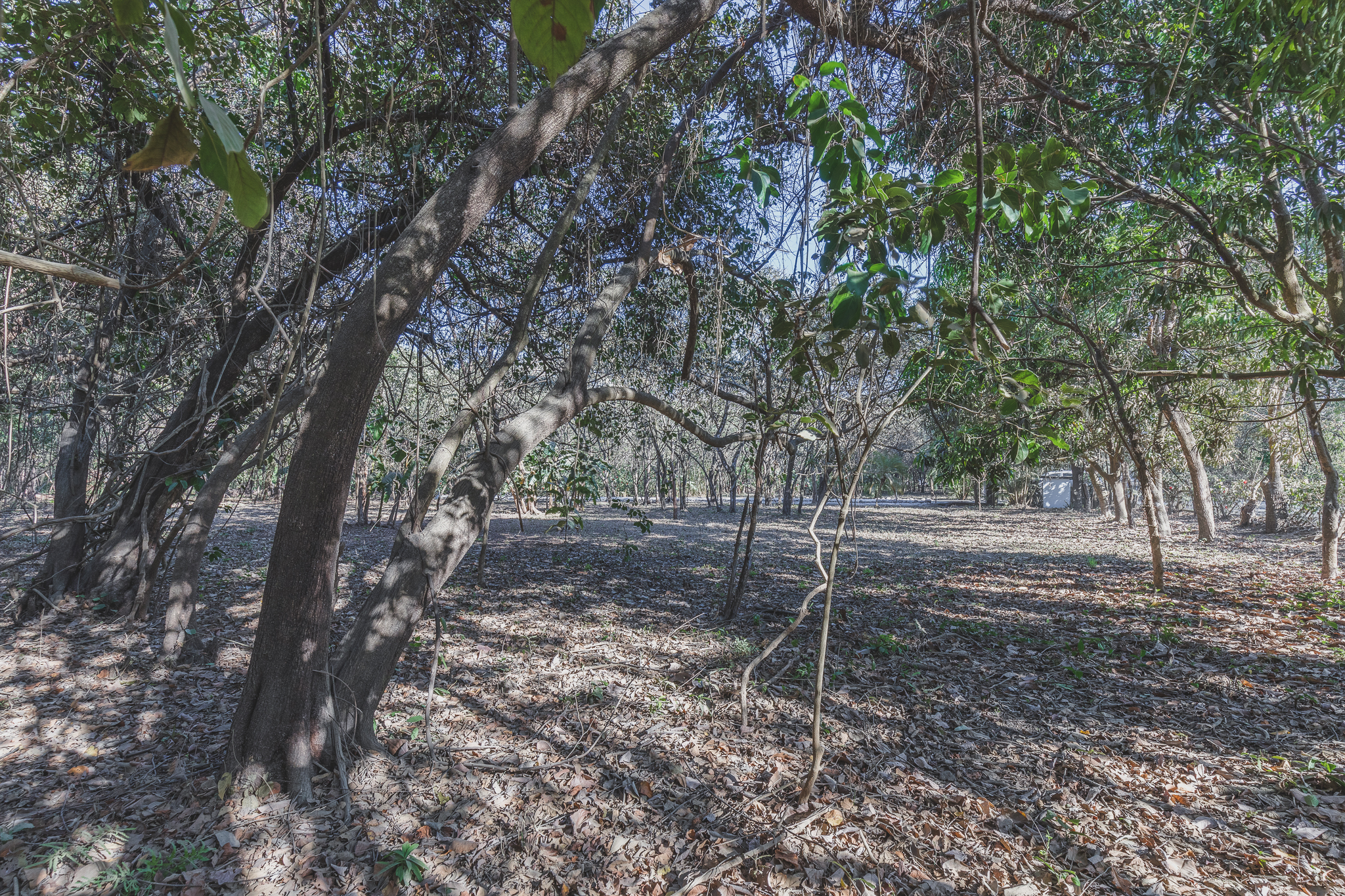 0 bed Land For Sale in Ostional, Guanacaste - thumb 4