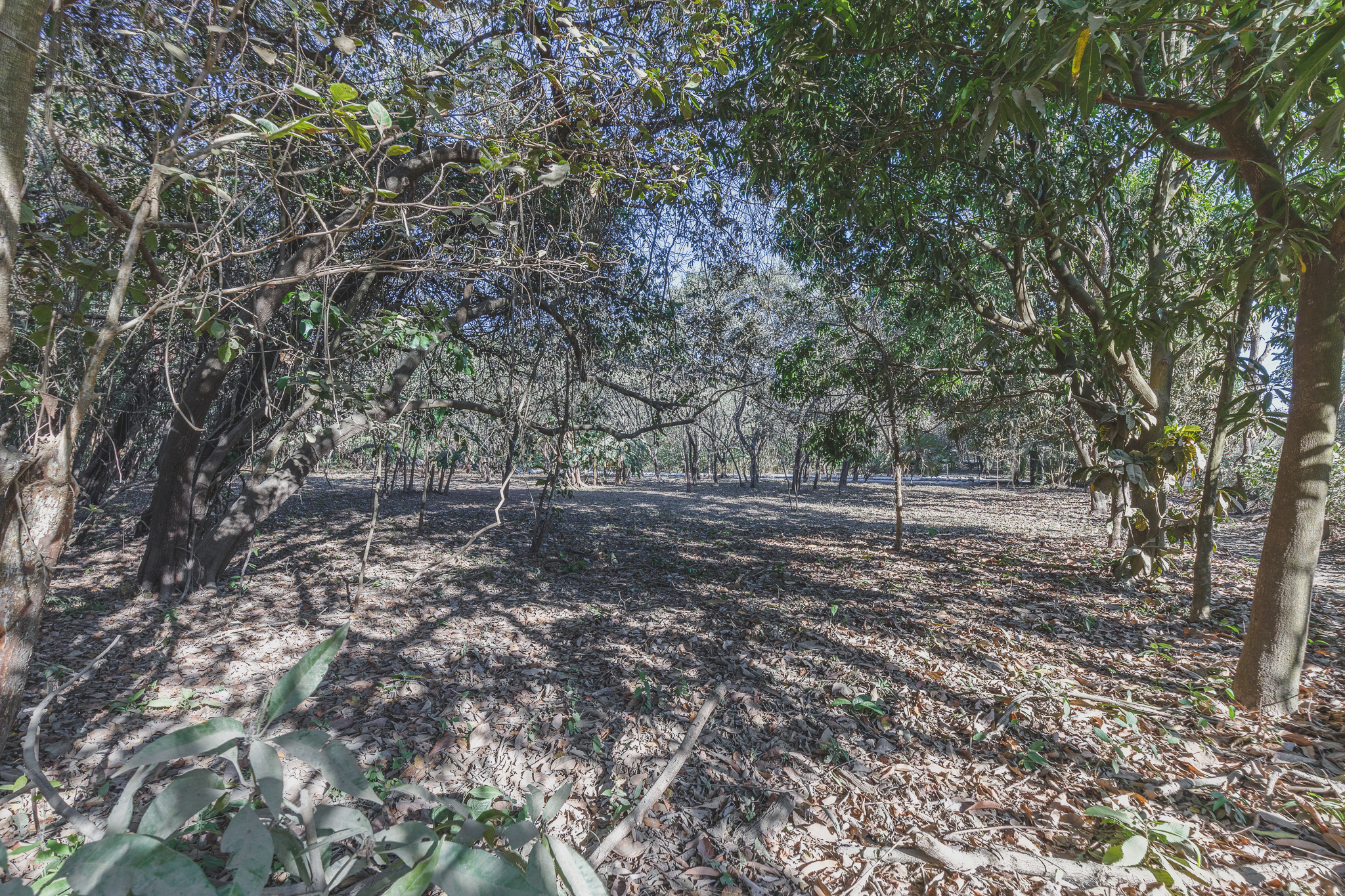 0 bed Land For Sale in Ostional, Guanacaste - thumb 3