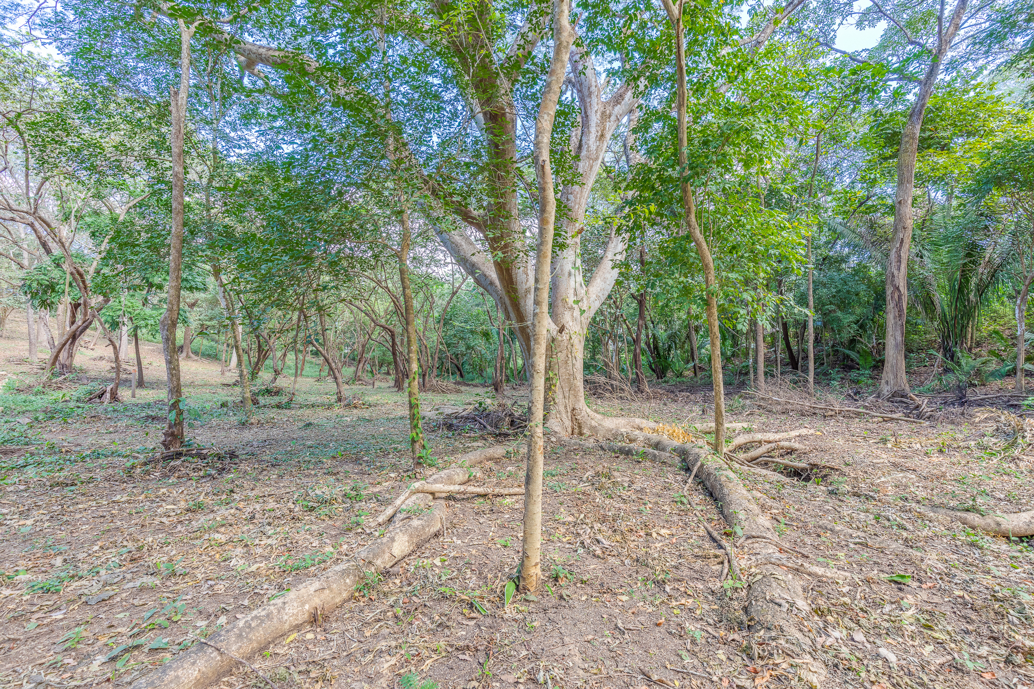 0 bed Land For Sale in Nosara, Guanacaste - thumb 3