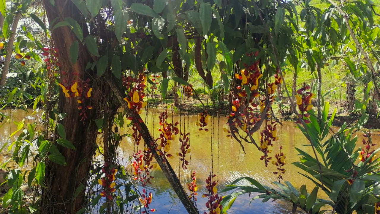 0 bed Land For Sale in Perez Zeledon, Puntarenas - thumb 7